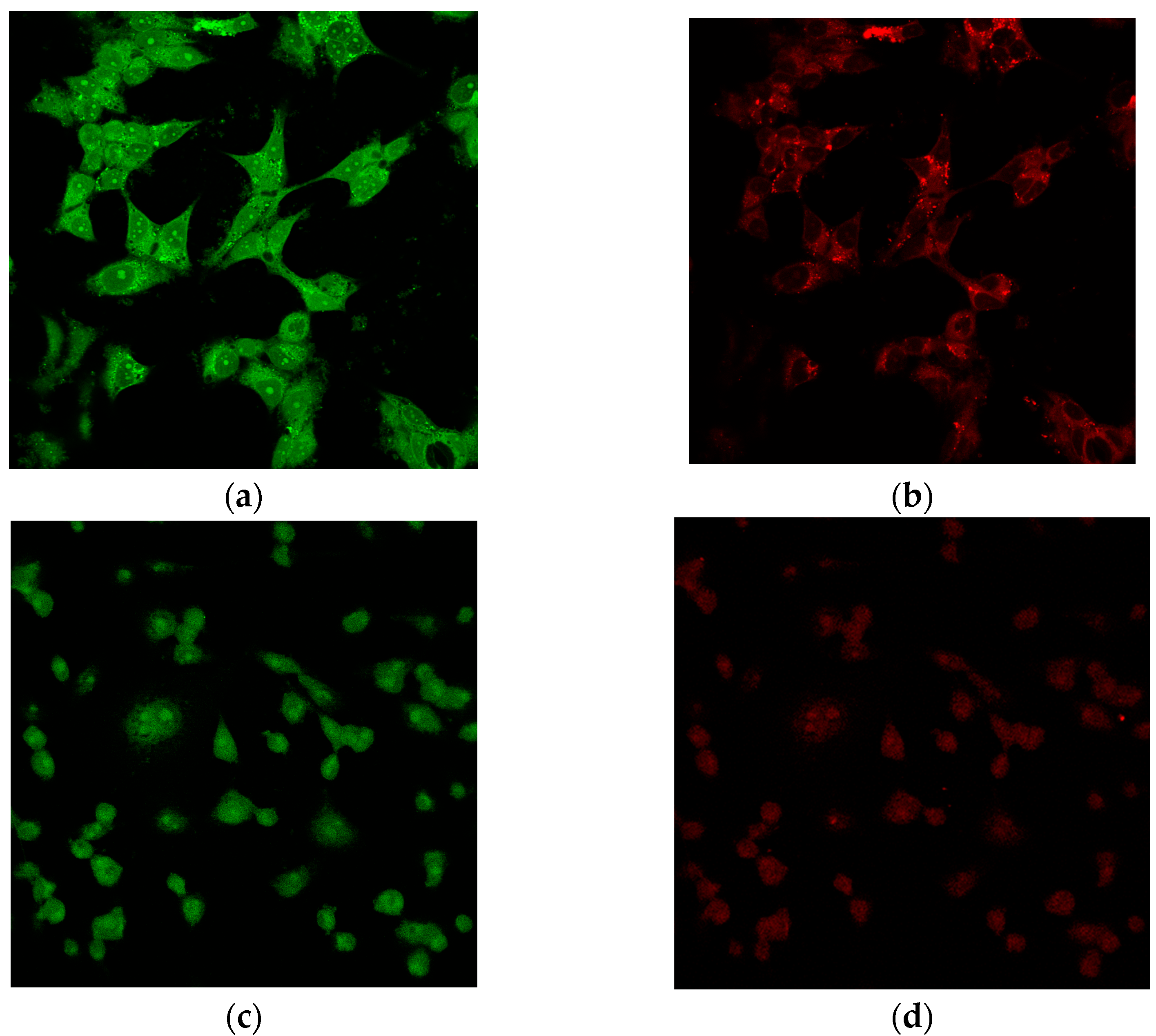 Ijms 24 04400 g006 Ijms 24 04400 g006