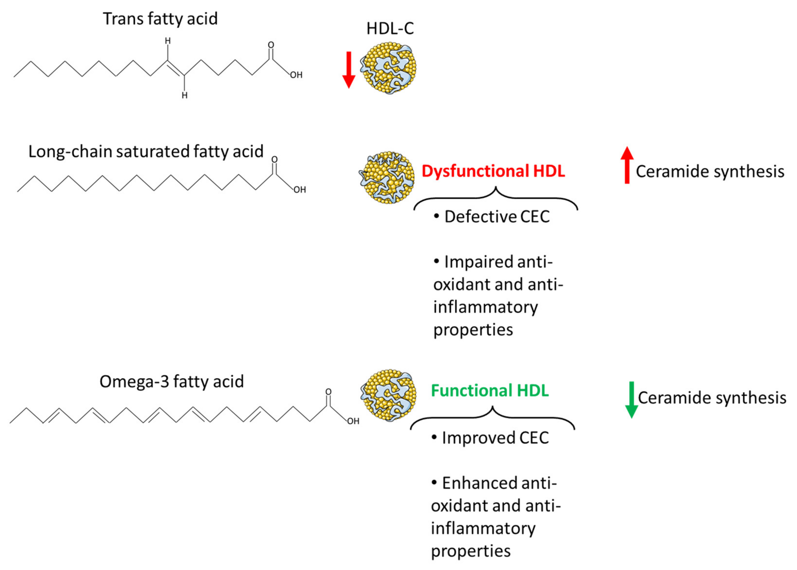 IJMS Free Full Text Lipids At The Nexus Between Cerebrovascular ijms-free-full-text-lipids-at-the-nexus-between-cerebrovascular