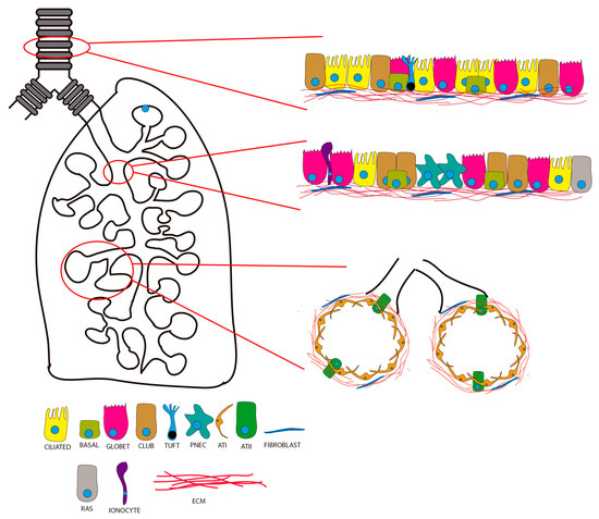 Modeling of Respiratory Diseases Evolving with Fibrosis from