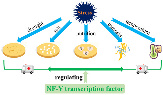Crucial Abiotic Stress Regulatory Network of NF-Y