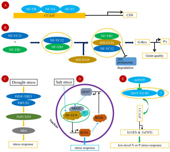 CEP112 coordinates translational regulation of essential