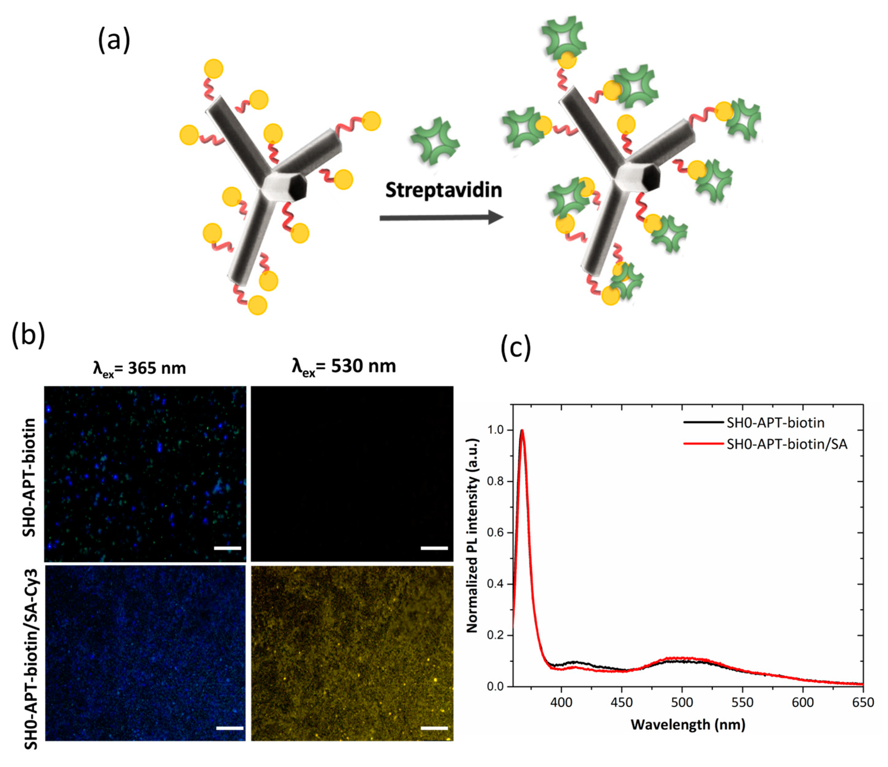 Ijms 24 04449 g006 Ijms 24 04449 g006