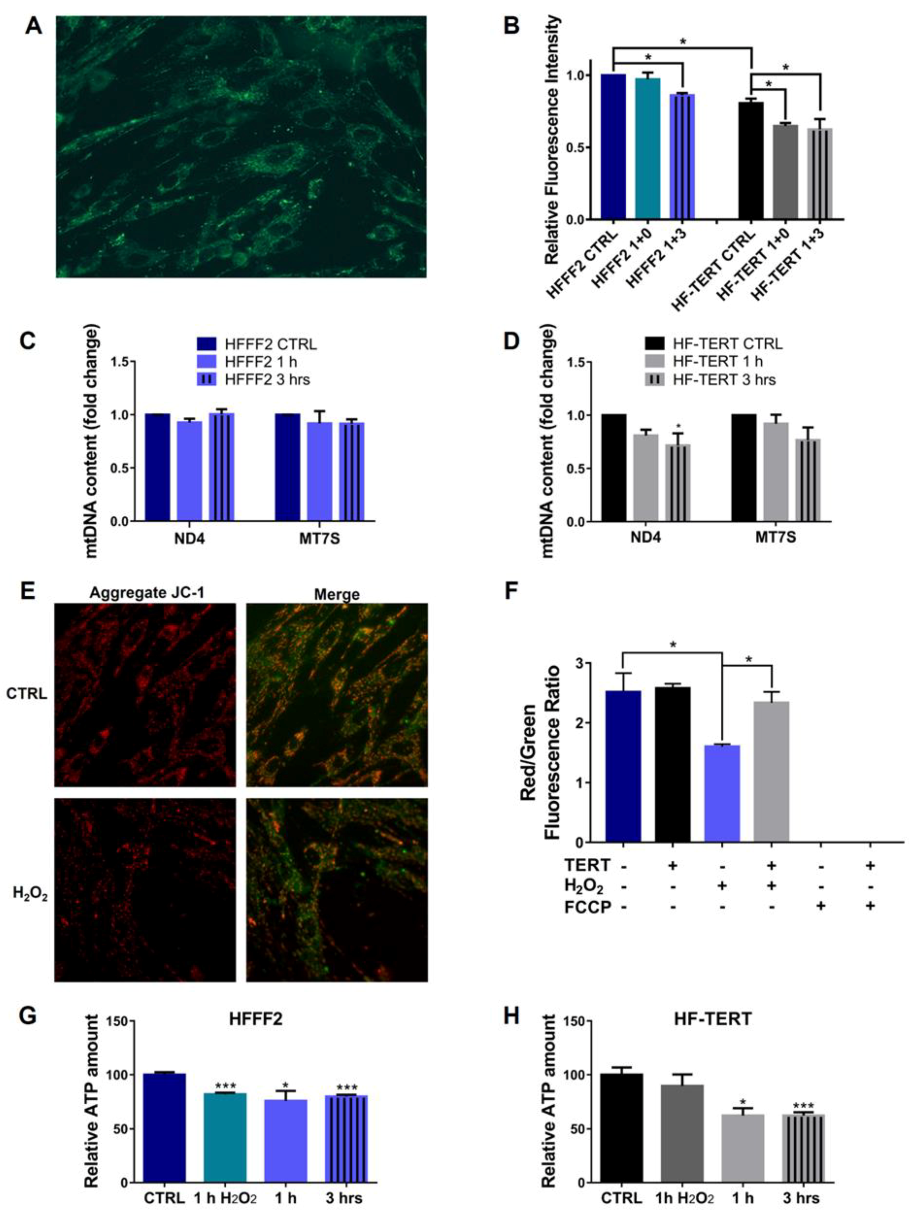 Ijms 24 04450 g008 Ijms 24 04450 g008