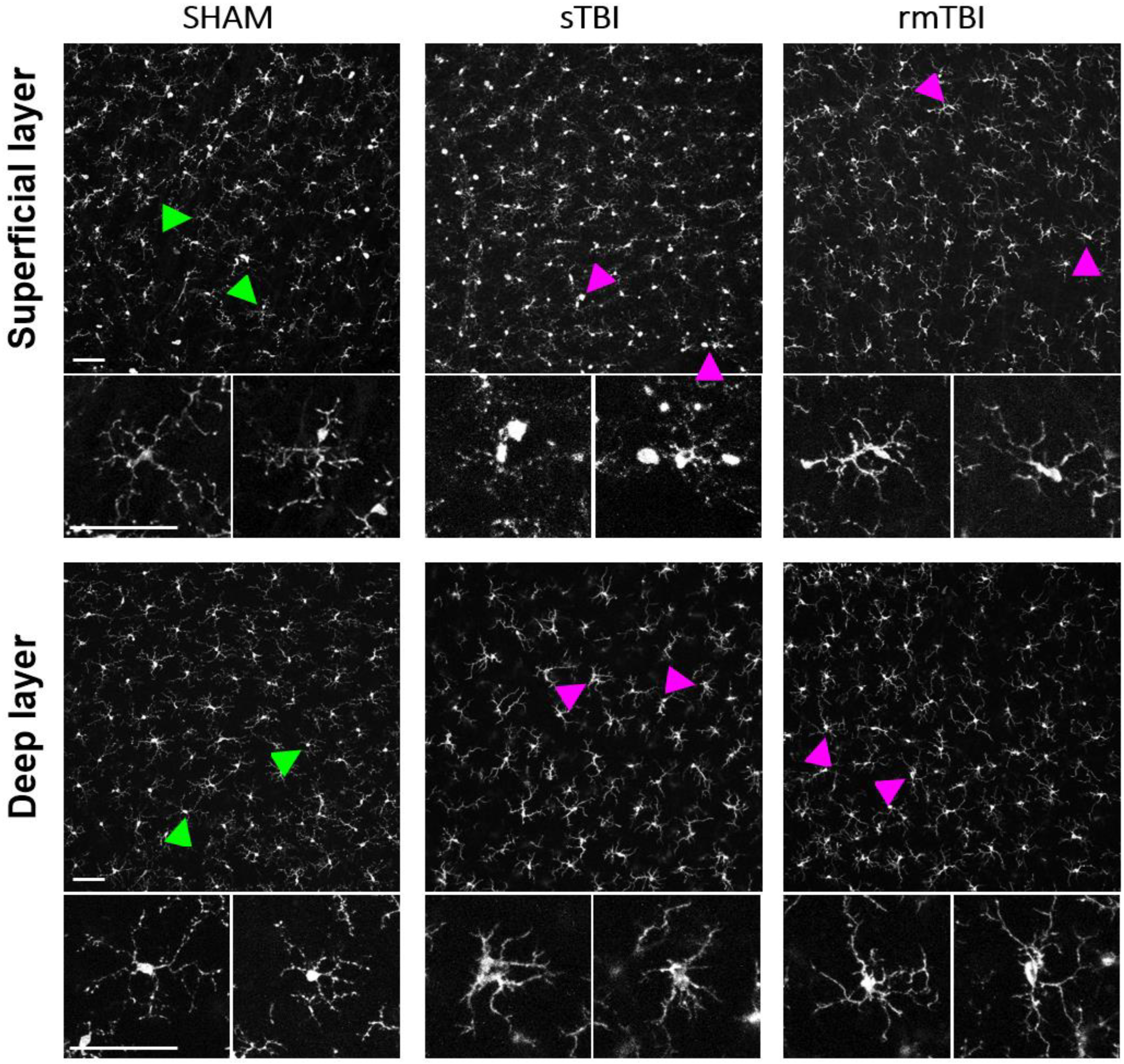 Ijms 24 04451 g002 Ijms 24 04451 g002