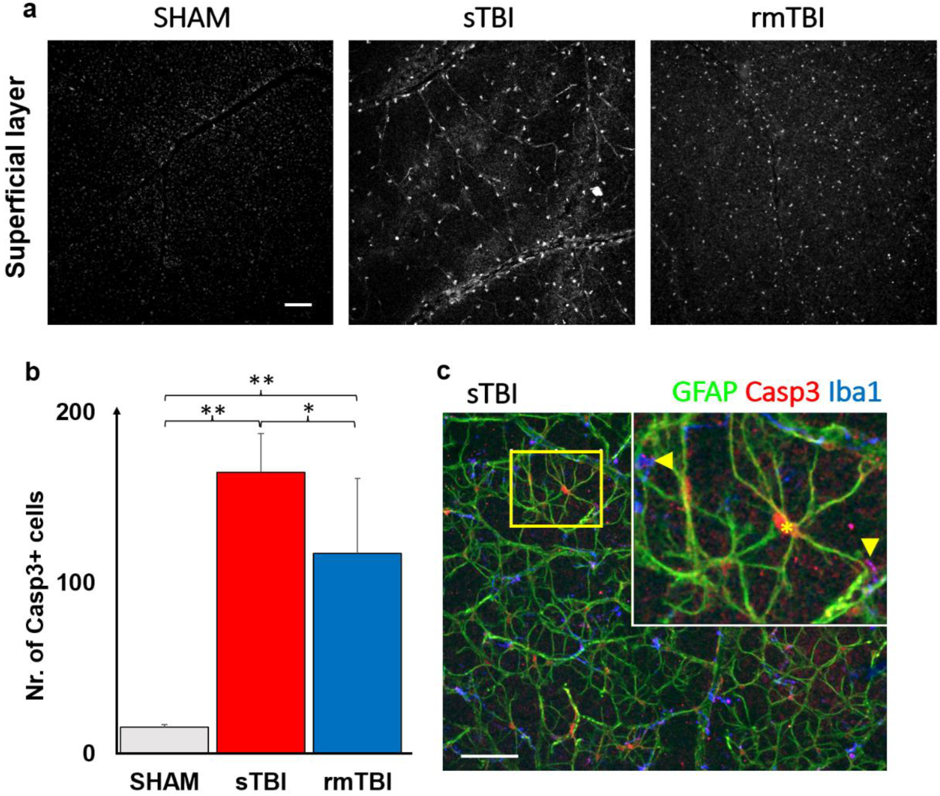 Ijms 24 04451 g004 Ijms 24 04451 g004