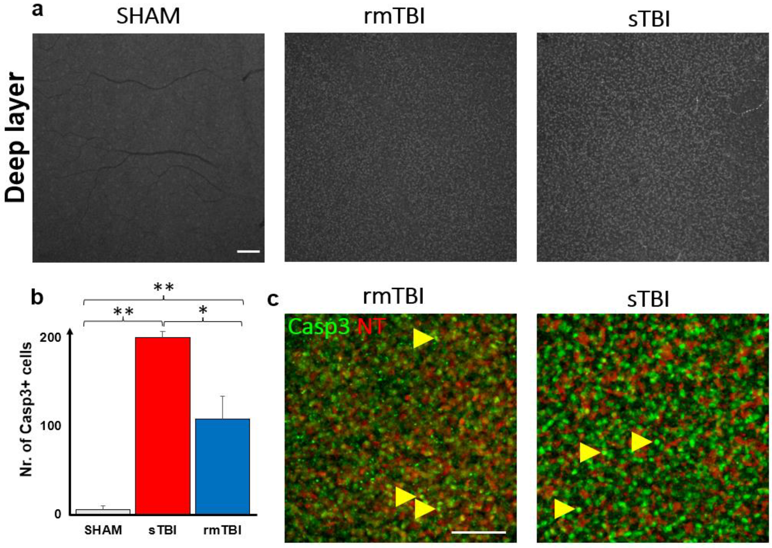 Ijms 24 04451 g006 Ijms 24 04451 g006