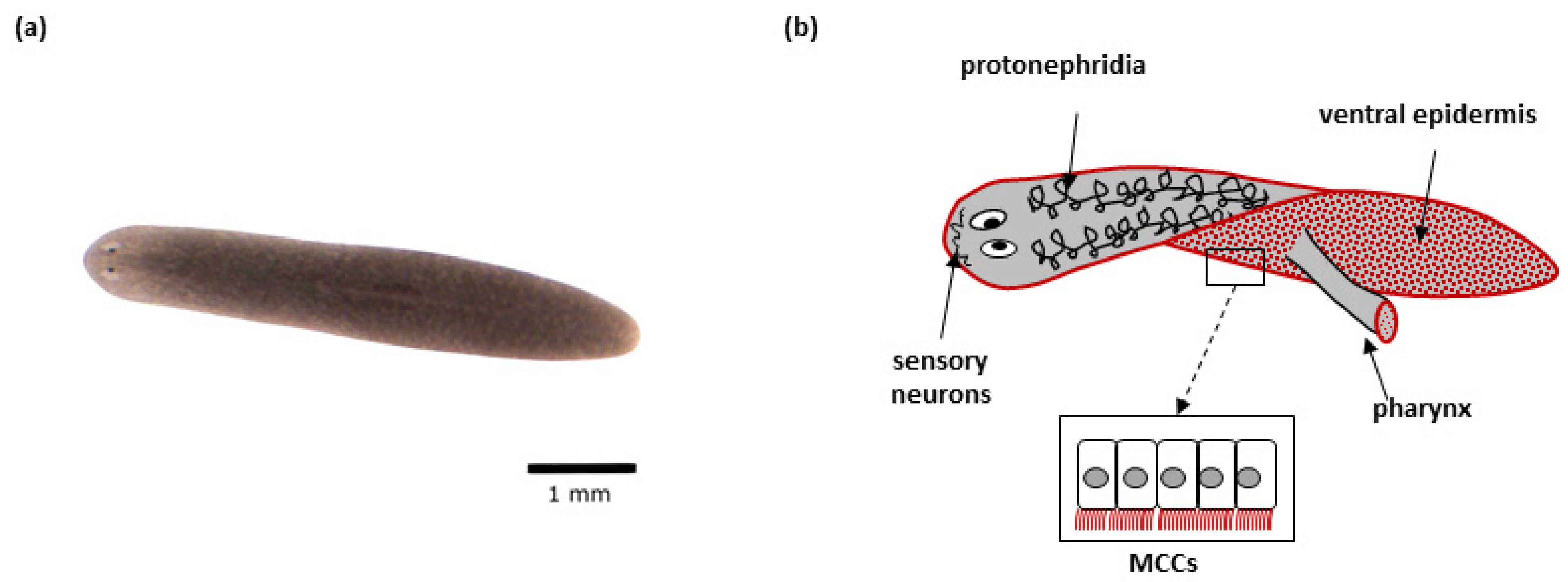 IJMS | Free Full-Text | Schmidtea mediterranea as a Model Organism 