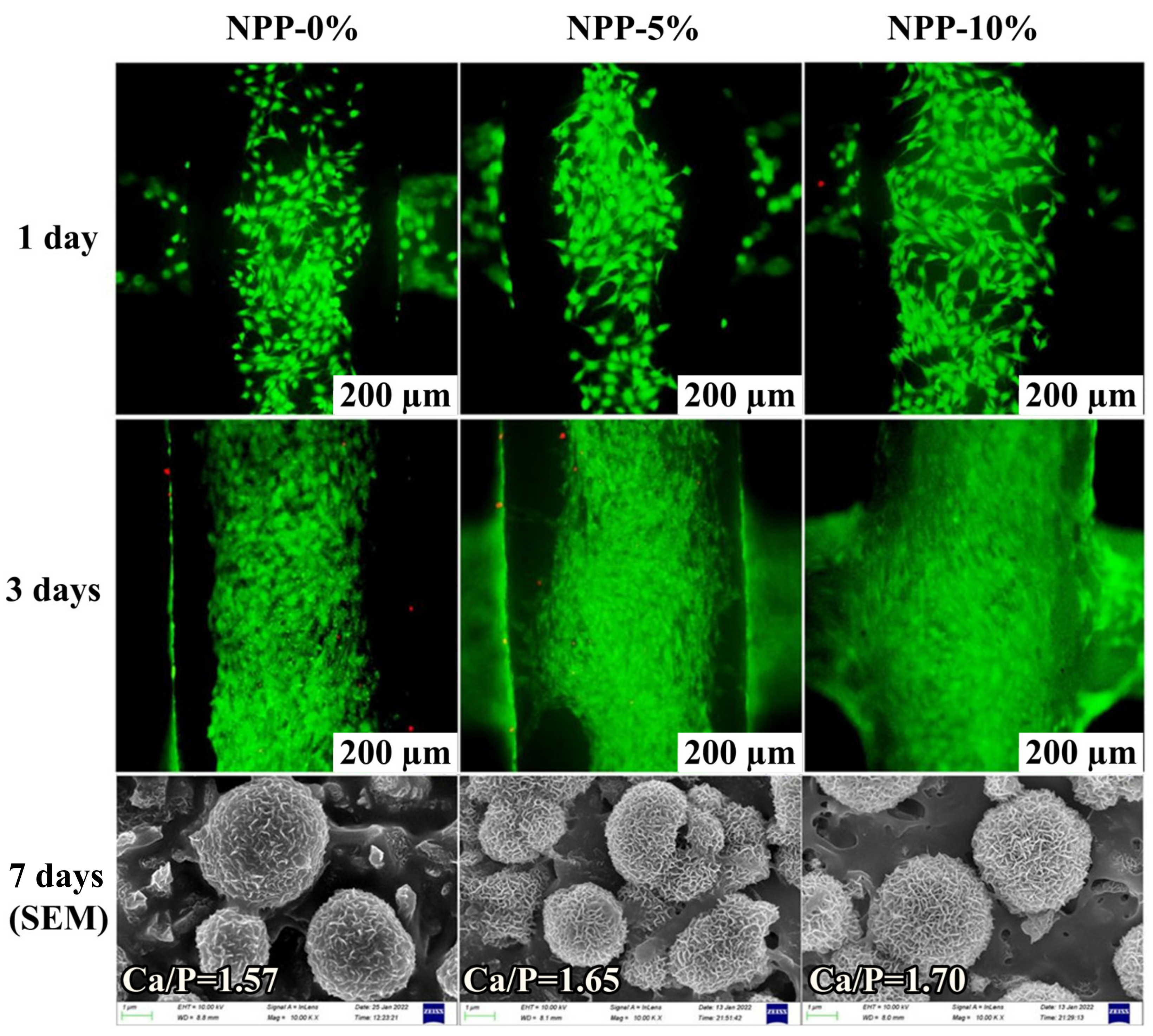 Ijms 24 04493 g008 Ijms 24 04493 g008