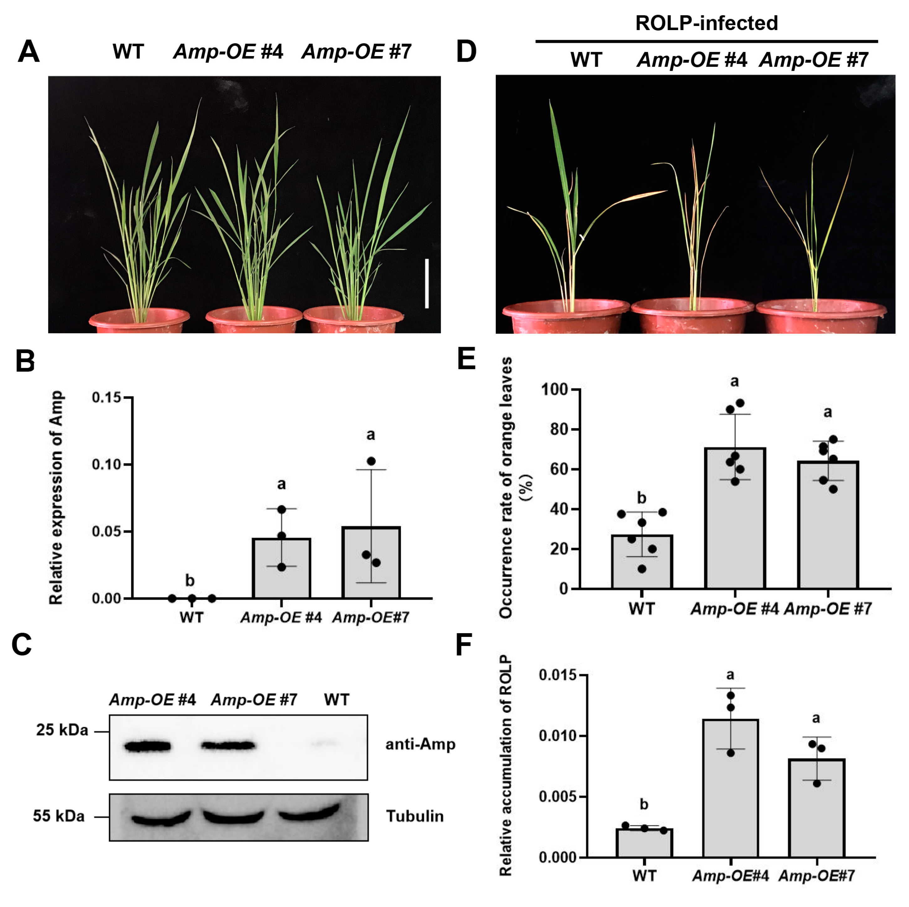 Ijms 24 04494 g003 Ijms 24 04494 g003