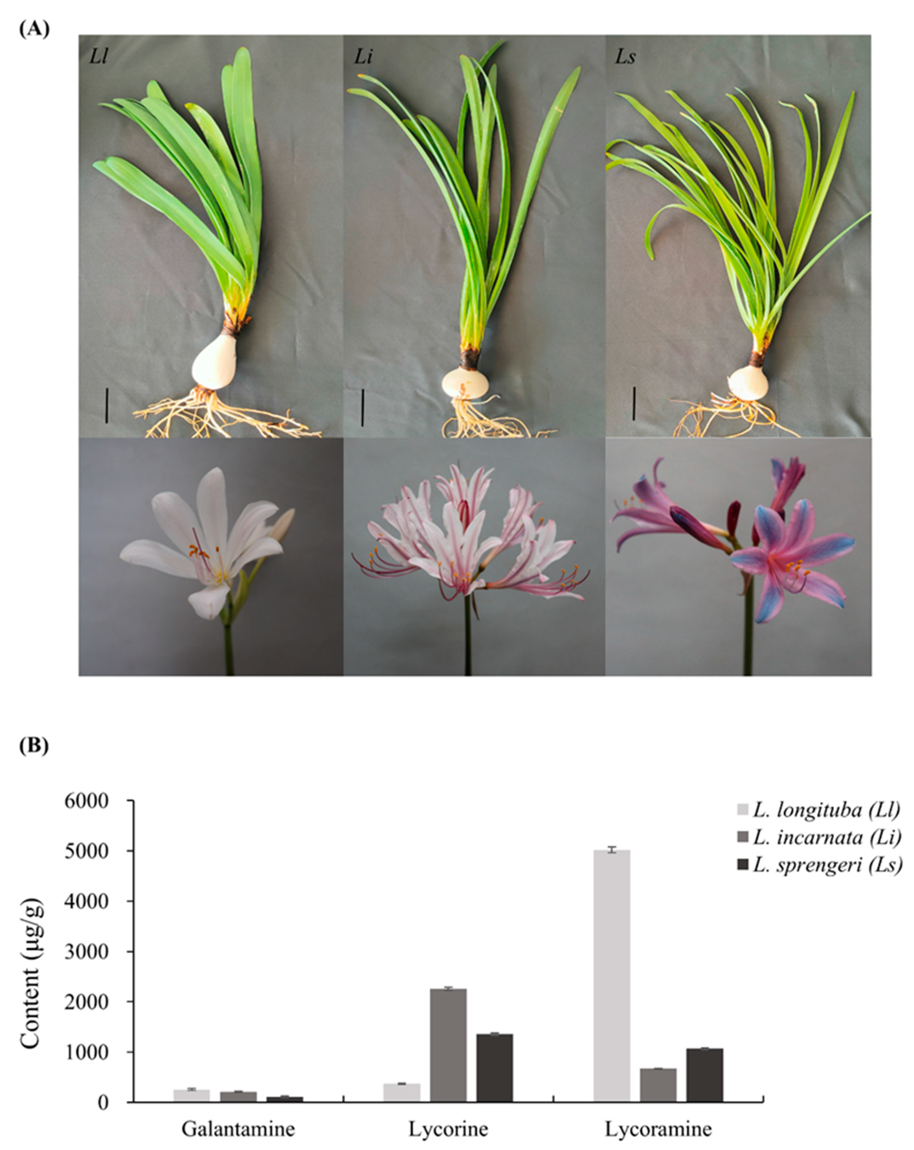 Ijms 24 04495 g001 Ijms 24 04495 g001