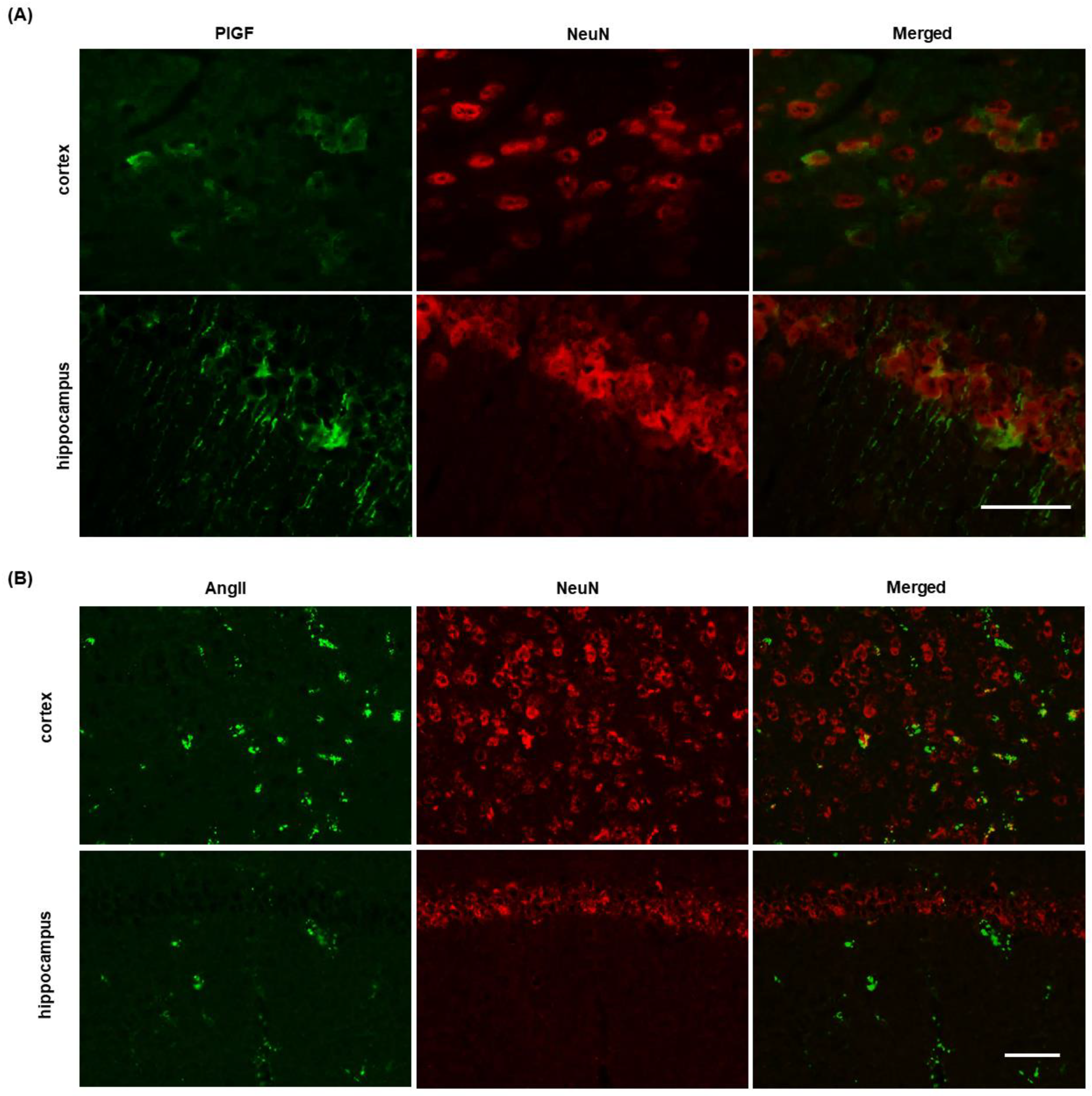 Ijms 24 04510 g005 Ijms 24 04510 g005