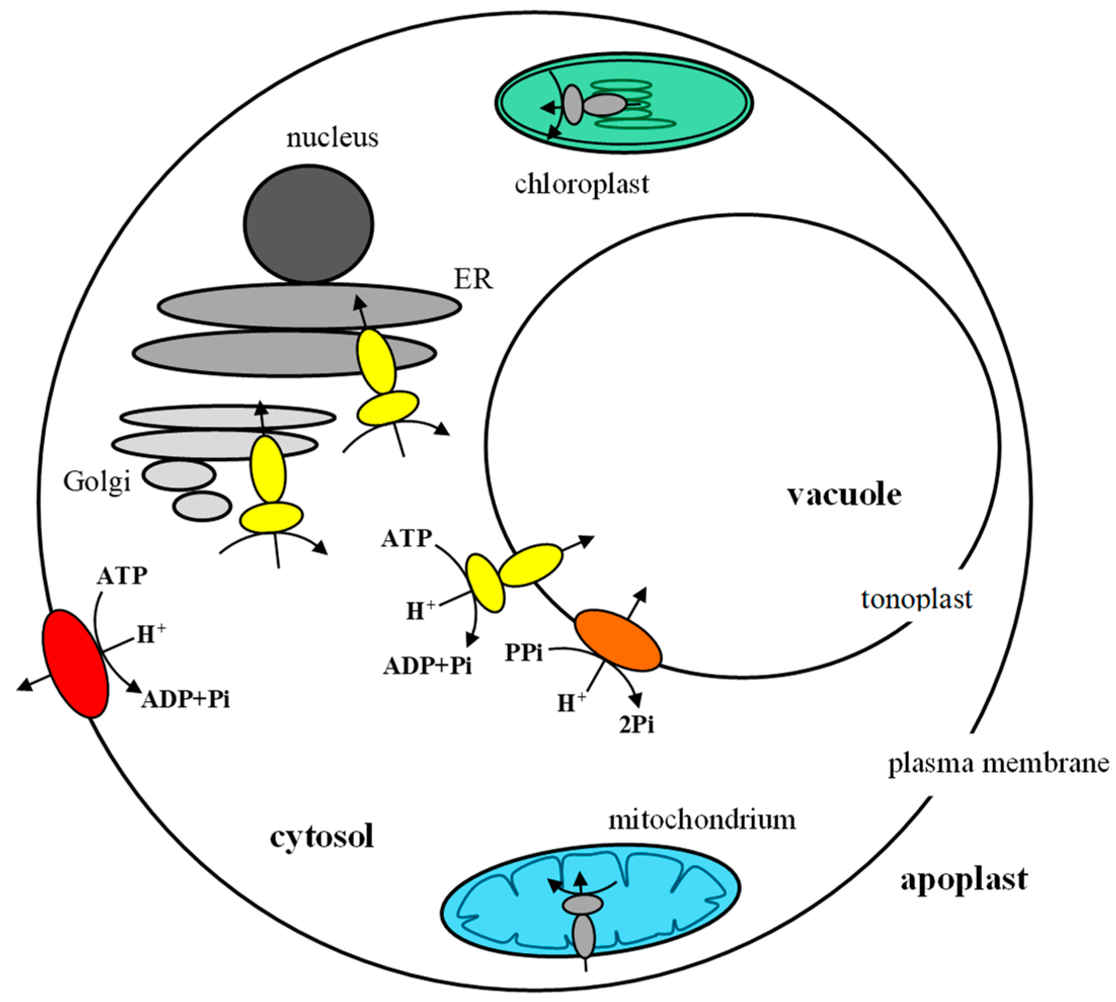 IJMS Free FullText Structural and Functional Diversity of Two ATP