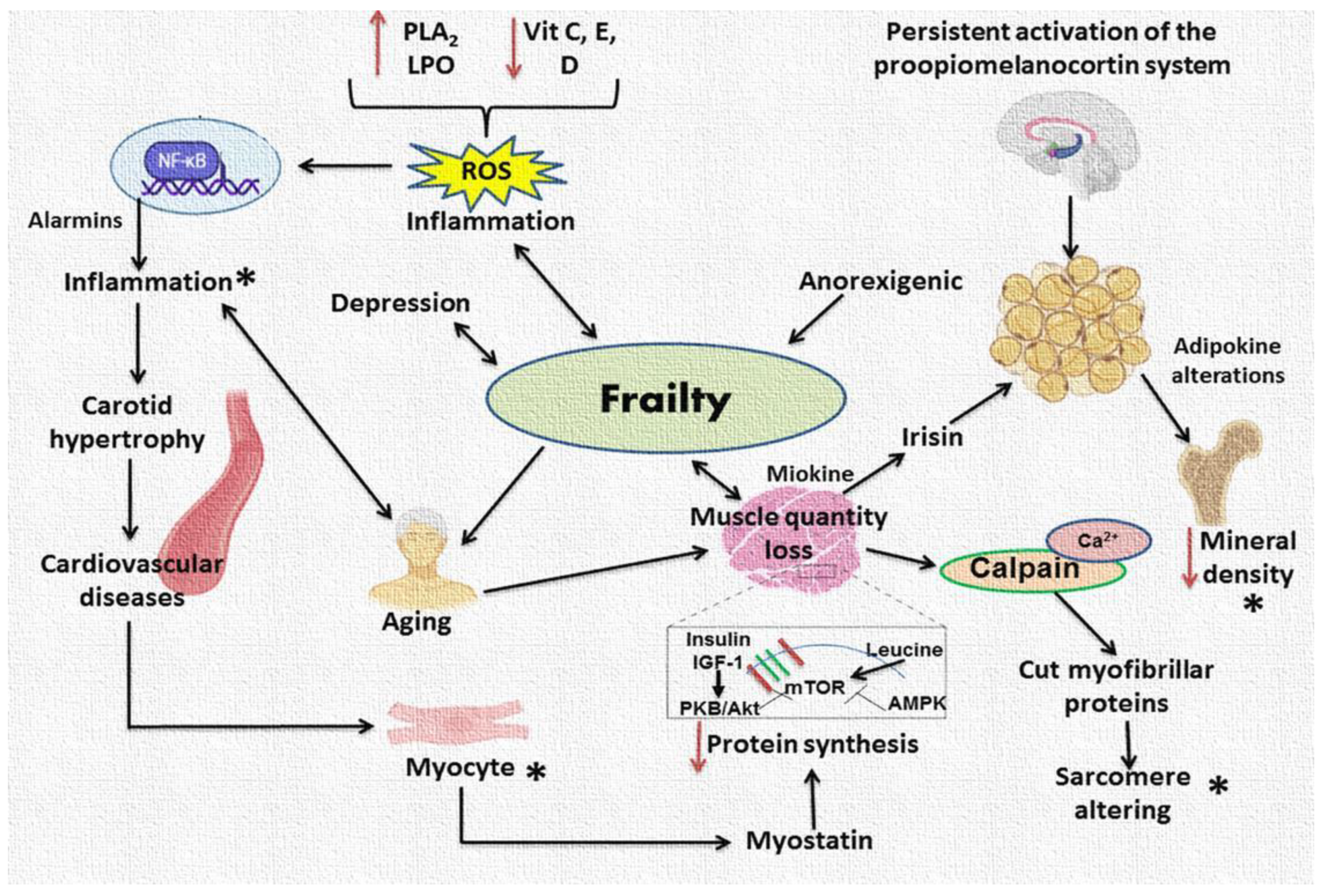 Ijms 24 04534 g003 Ijms 24 04534 g003