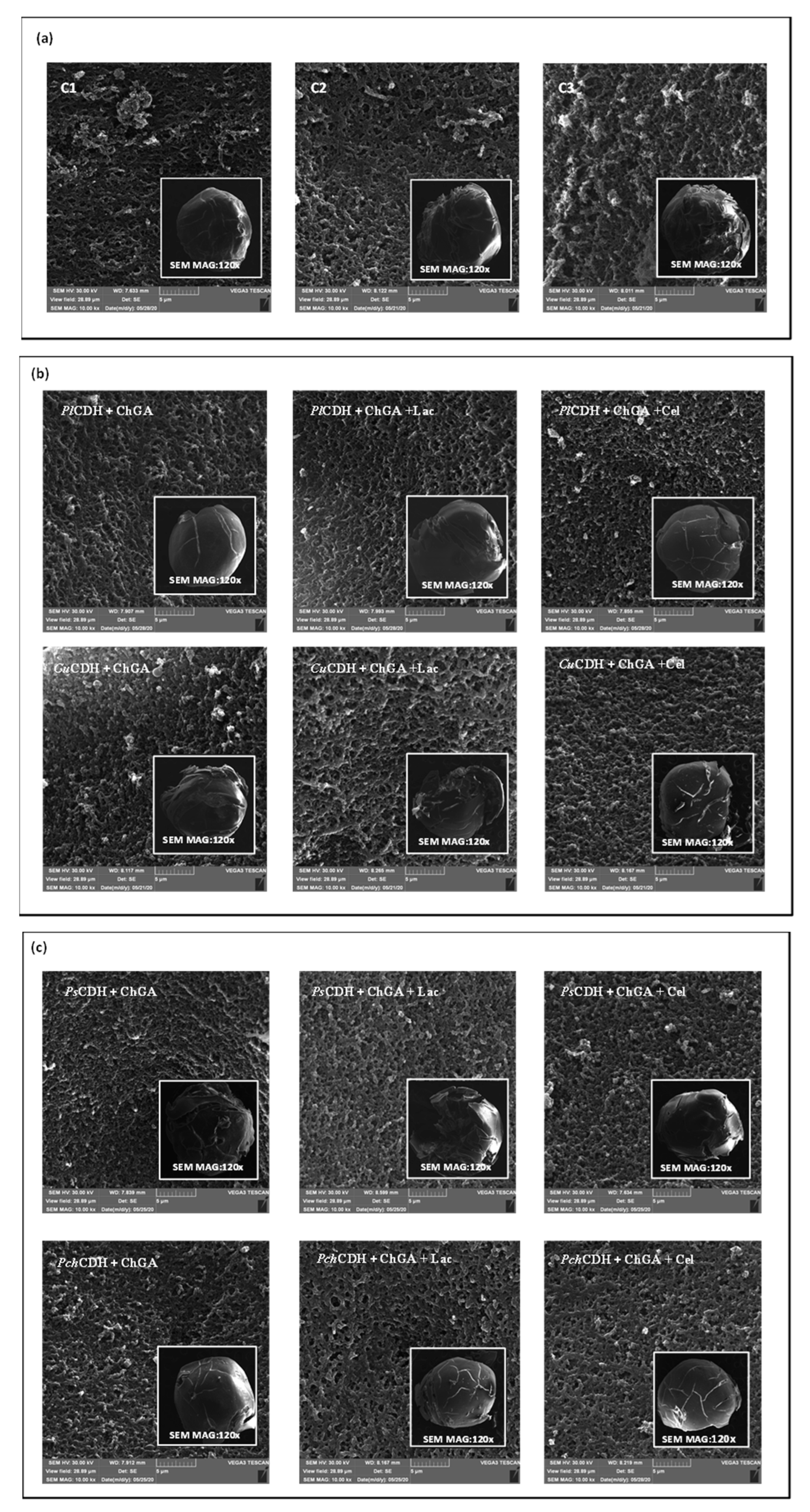 Ijms 24 04535 g003 Ijms 24 04535 g003