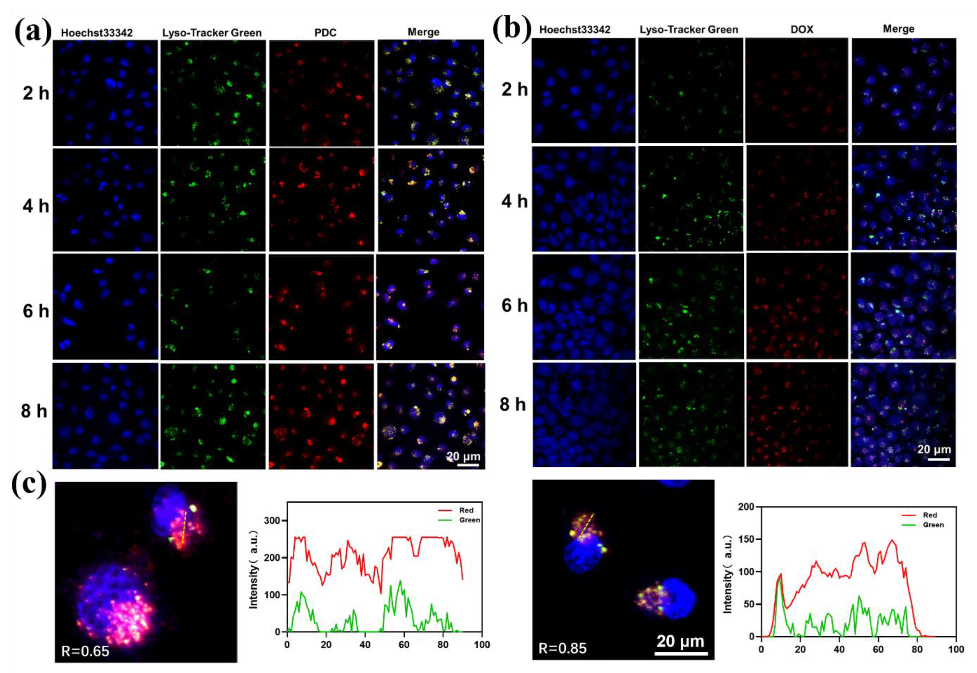 Ijms 24 04590 g004 Ijms 24 04590 g004