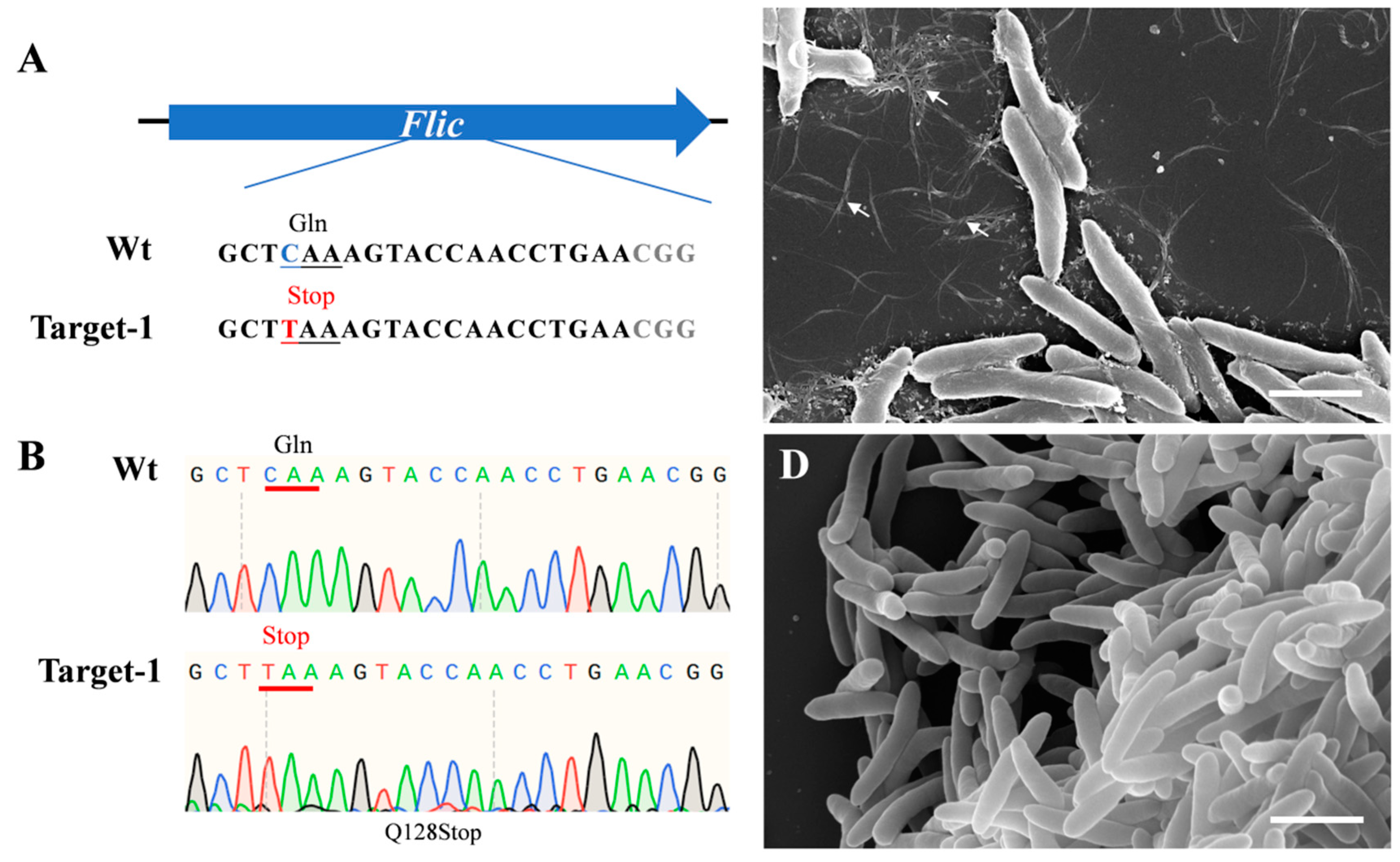 Ijms 24 04597 g001 Ijms 24 04597 g001