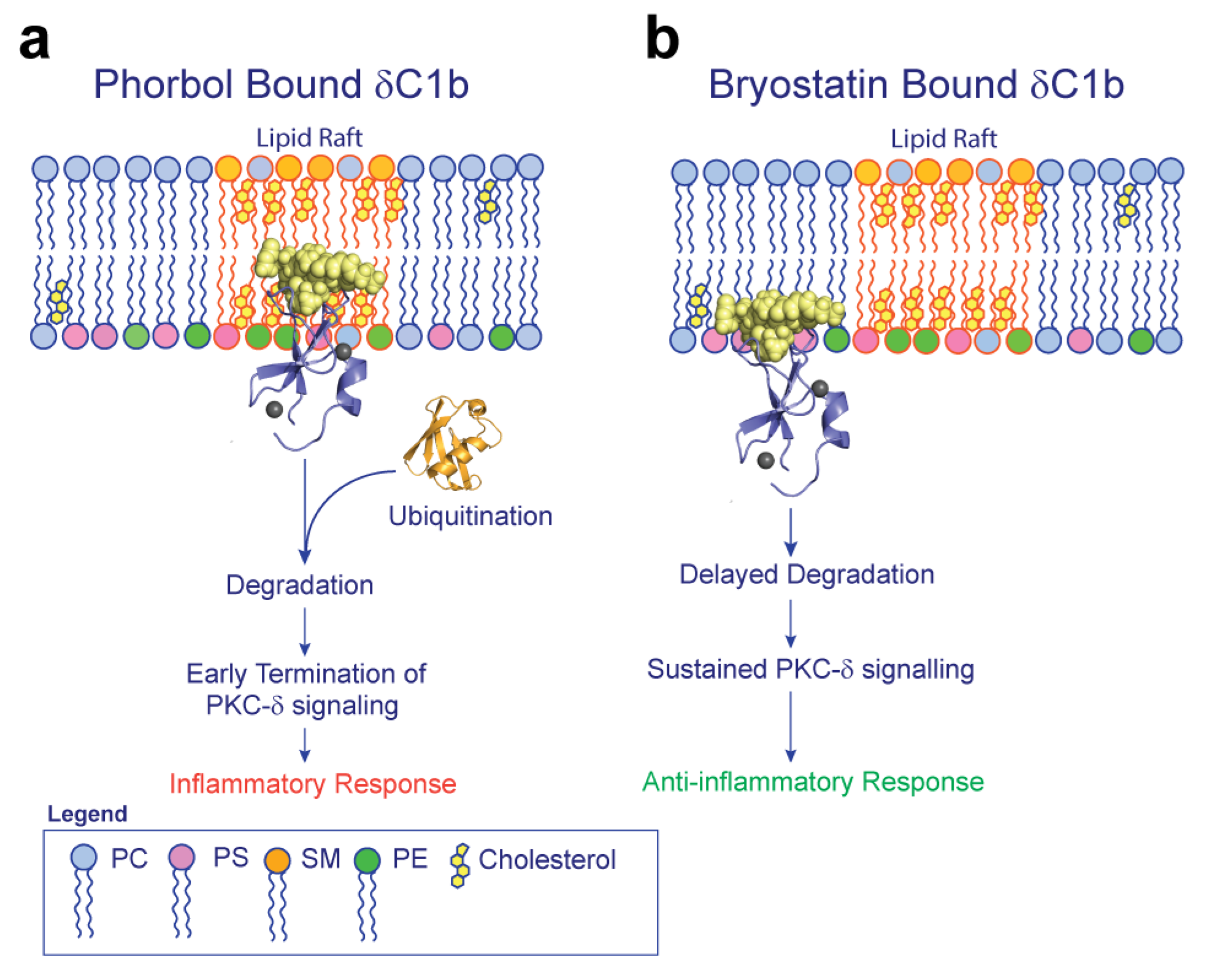 Ijms 24 04598 g007 Ijms 24 04598 g007