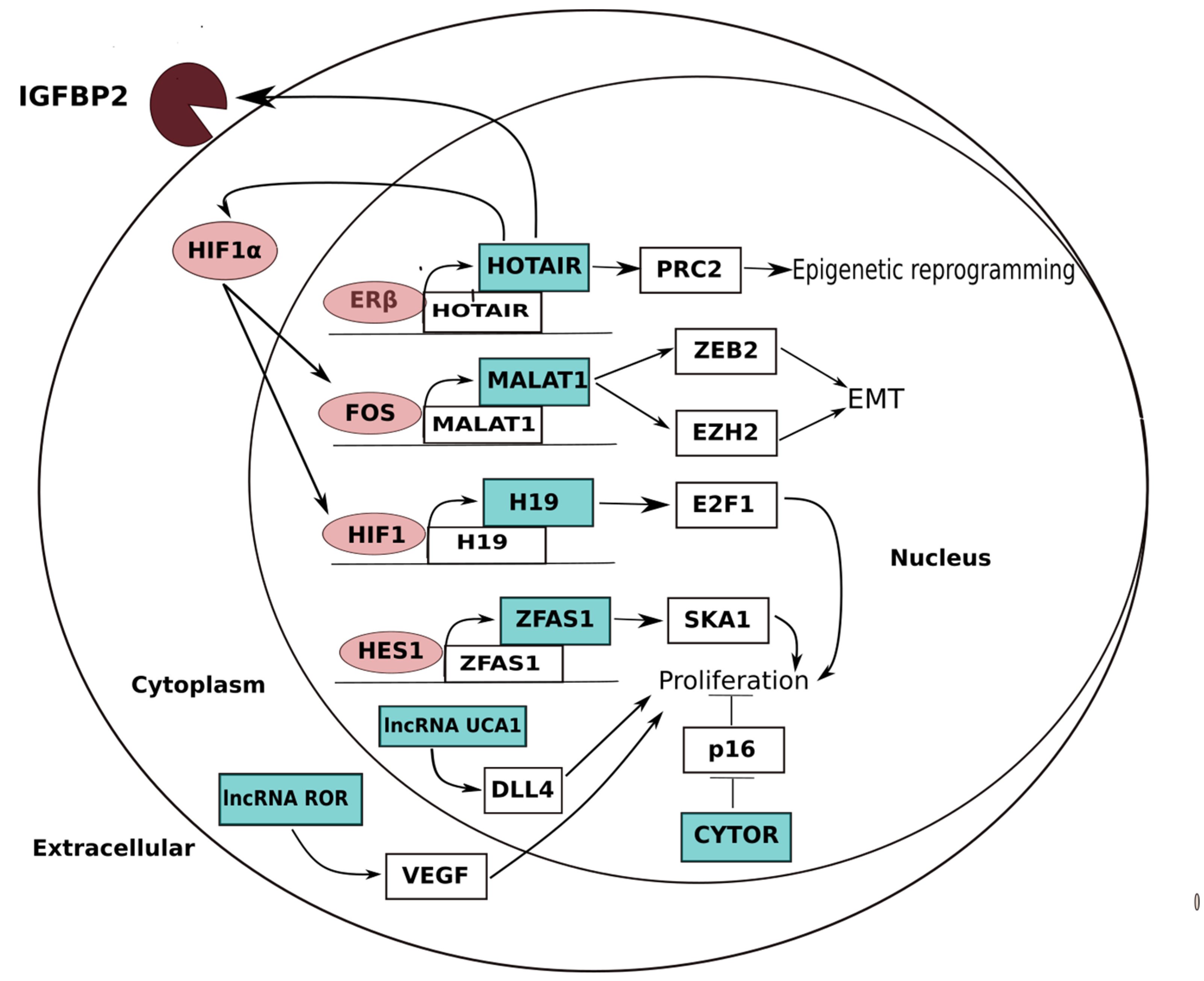Emerging RNA-Based Therapeutic and Diagnostic Options