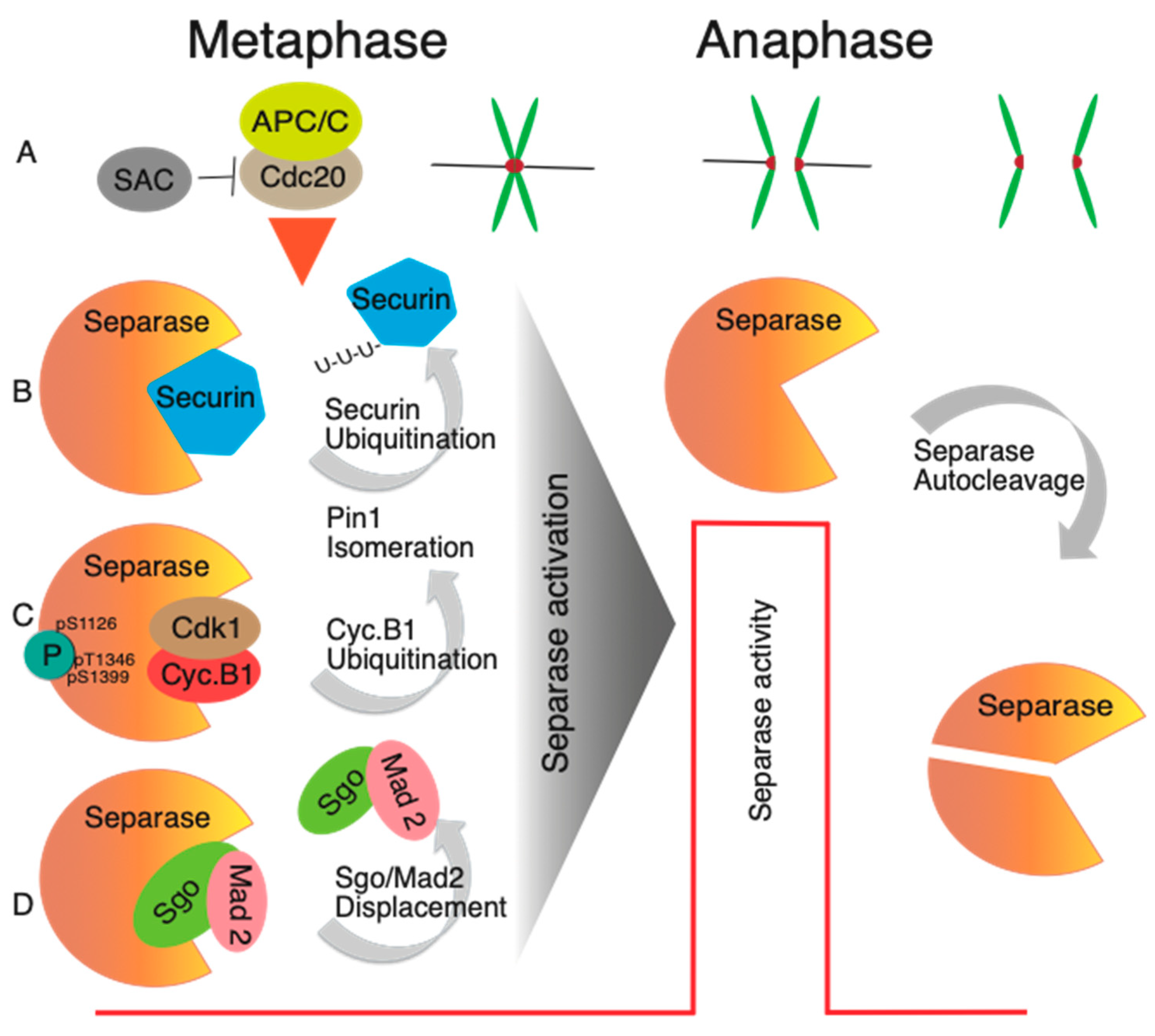 Ijms 24 04604 g003 Ijms 24 04604 g003