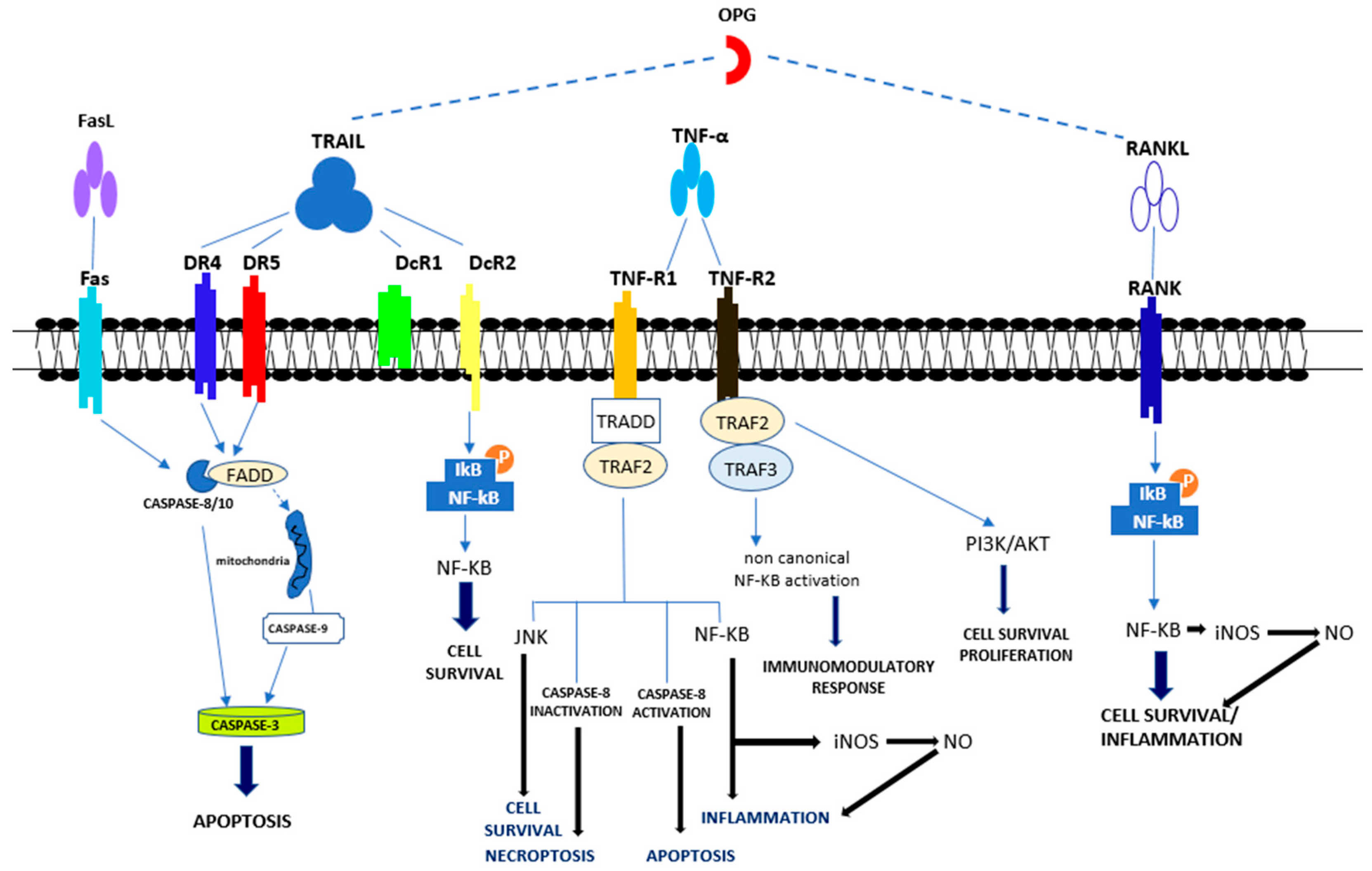 Ijms 24 04606 g002 Ijms 24 04606 g002