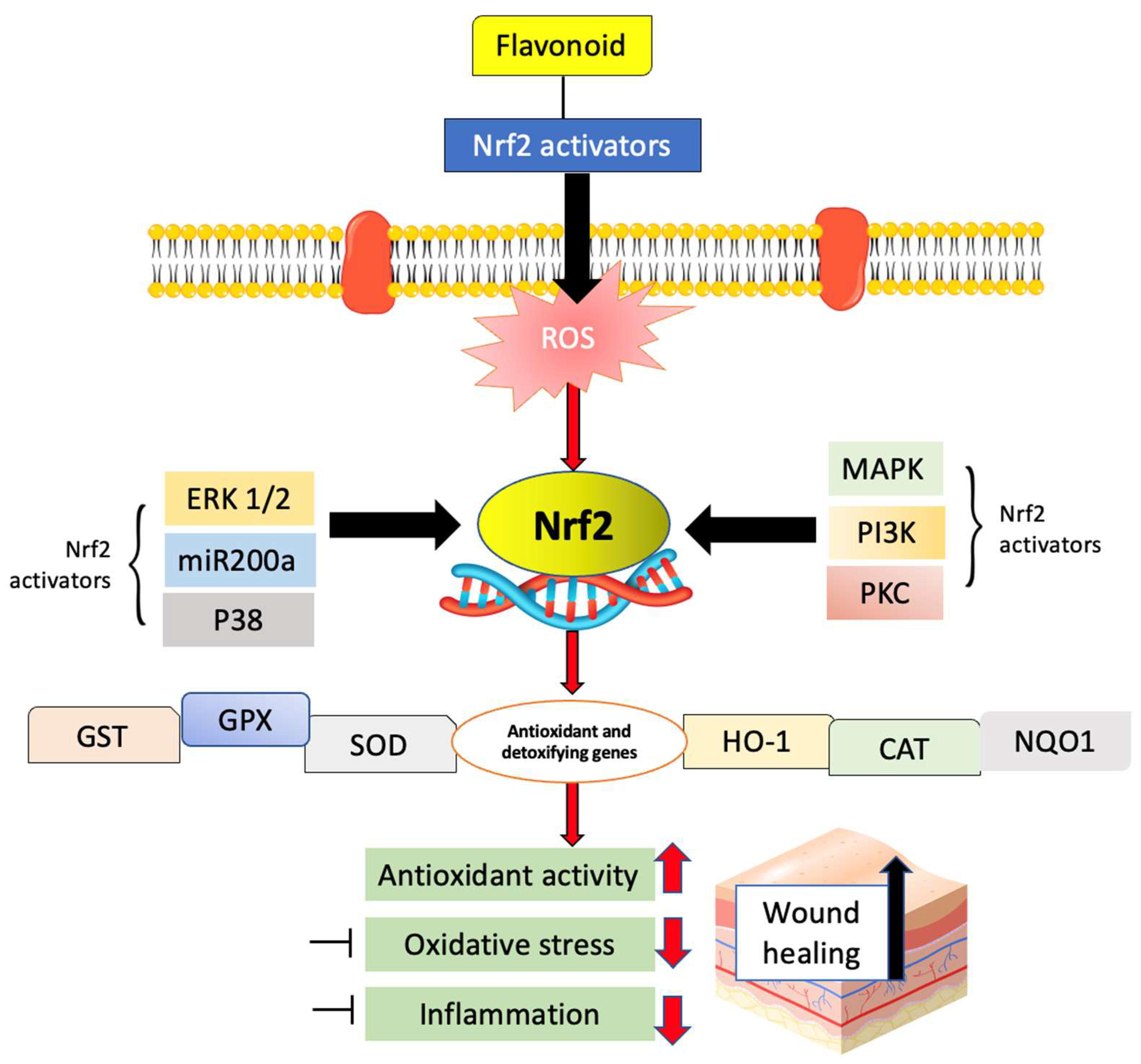 Ijms 24 04607 g005 Ijms 24 04607 g005