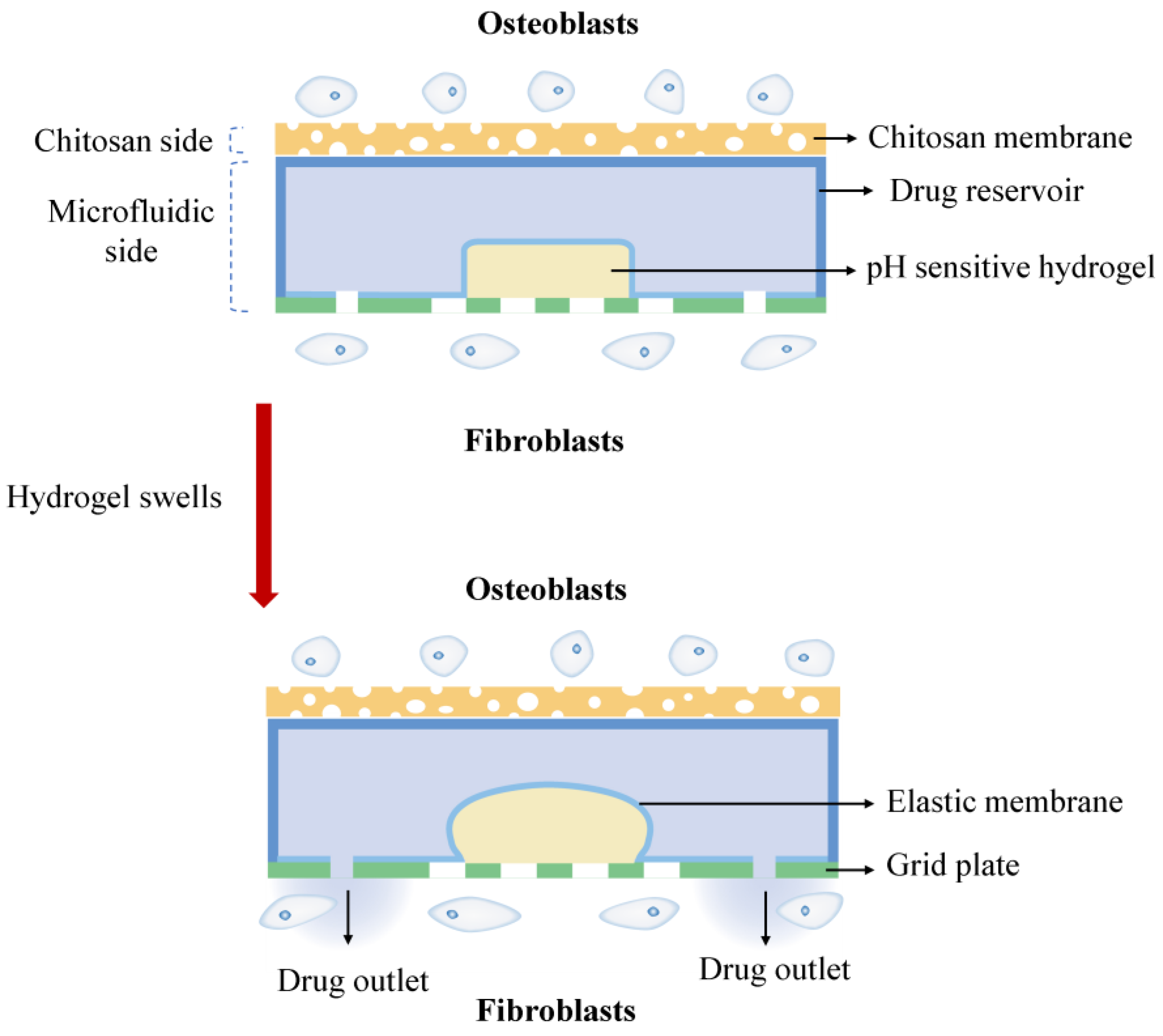 Ijms 24 04616 g001 Ijms 24 04616 g001