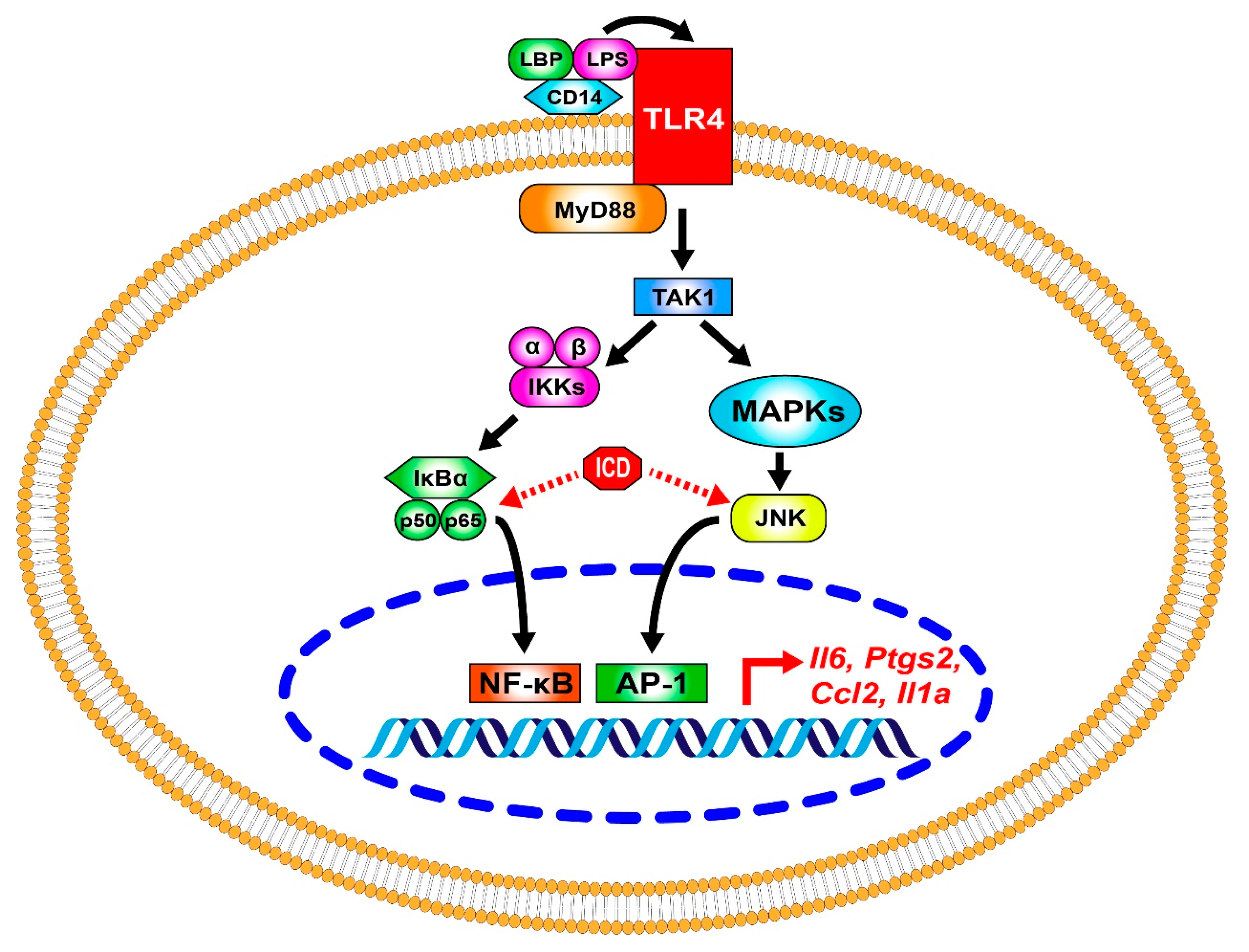 Ijms 24 04629 g006 Ijms 24 04629 g006