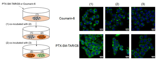 Transcytosable Peptide-Paclitaxel Prodrug Nanoparticle for