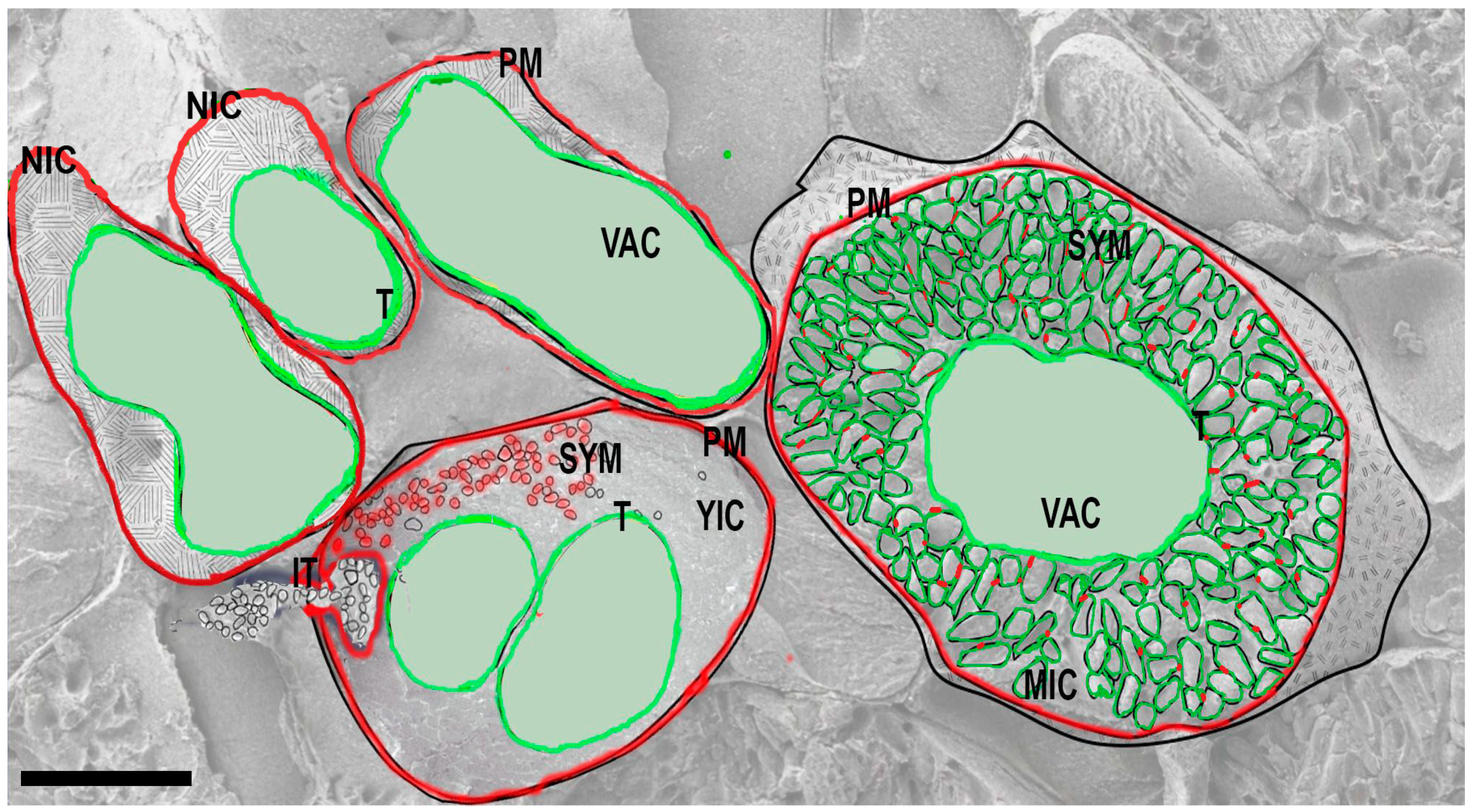 Ijms 24 04647 g001 Ijms 24 04647 g001