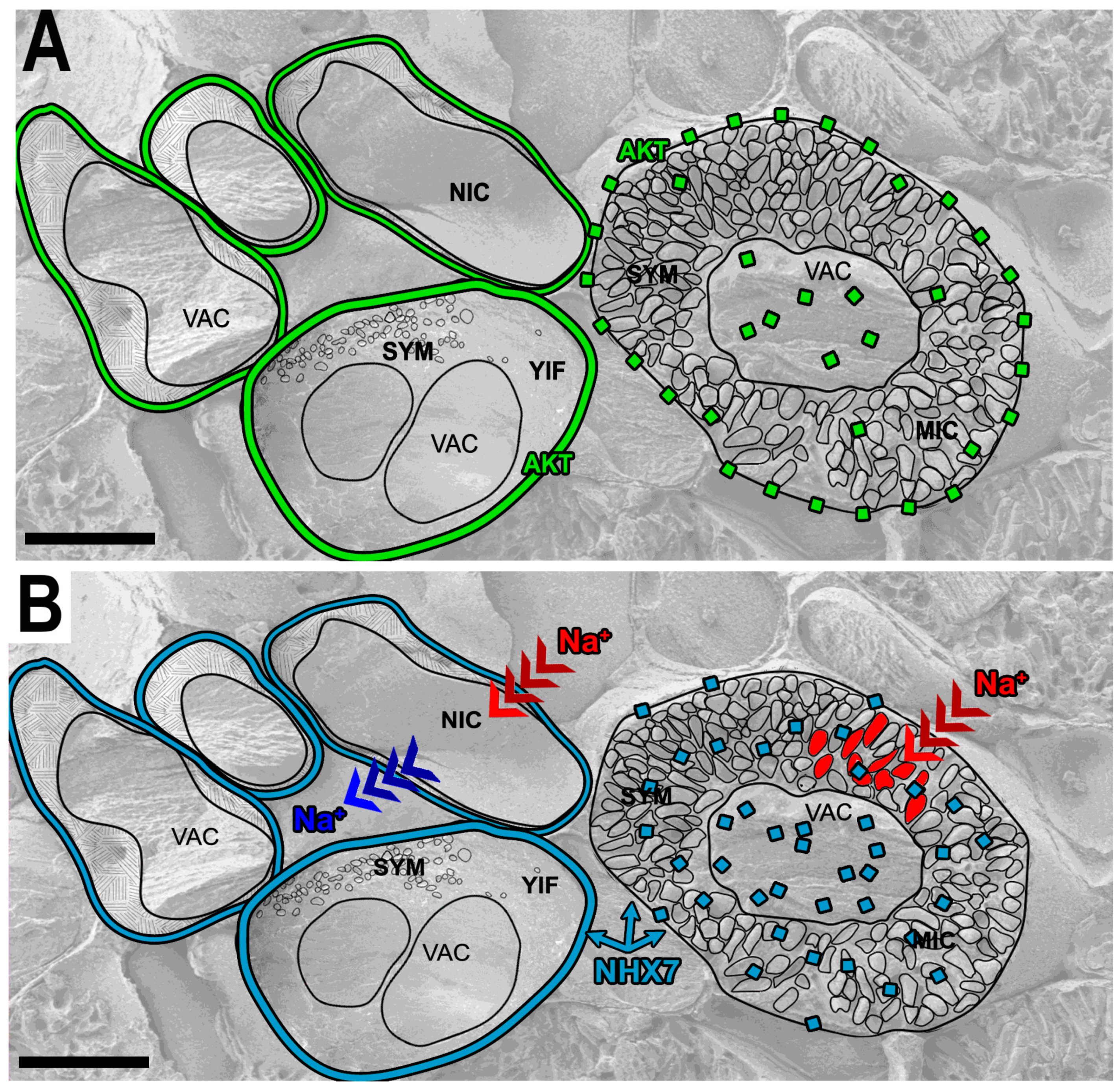Ijms 24 04647 g003 Ijms 24 04647 g003