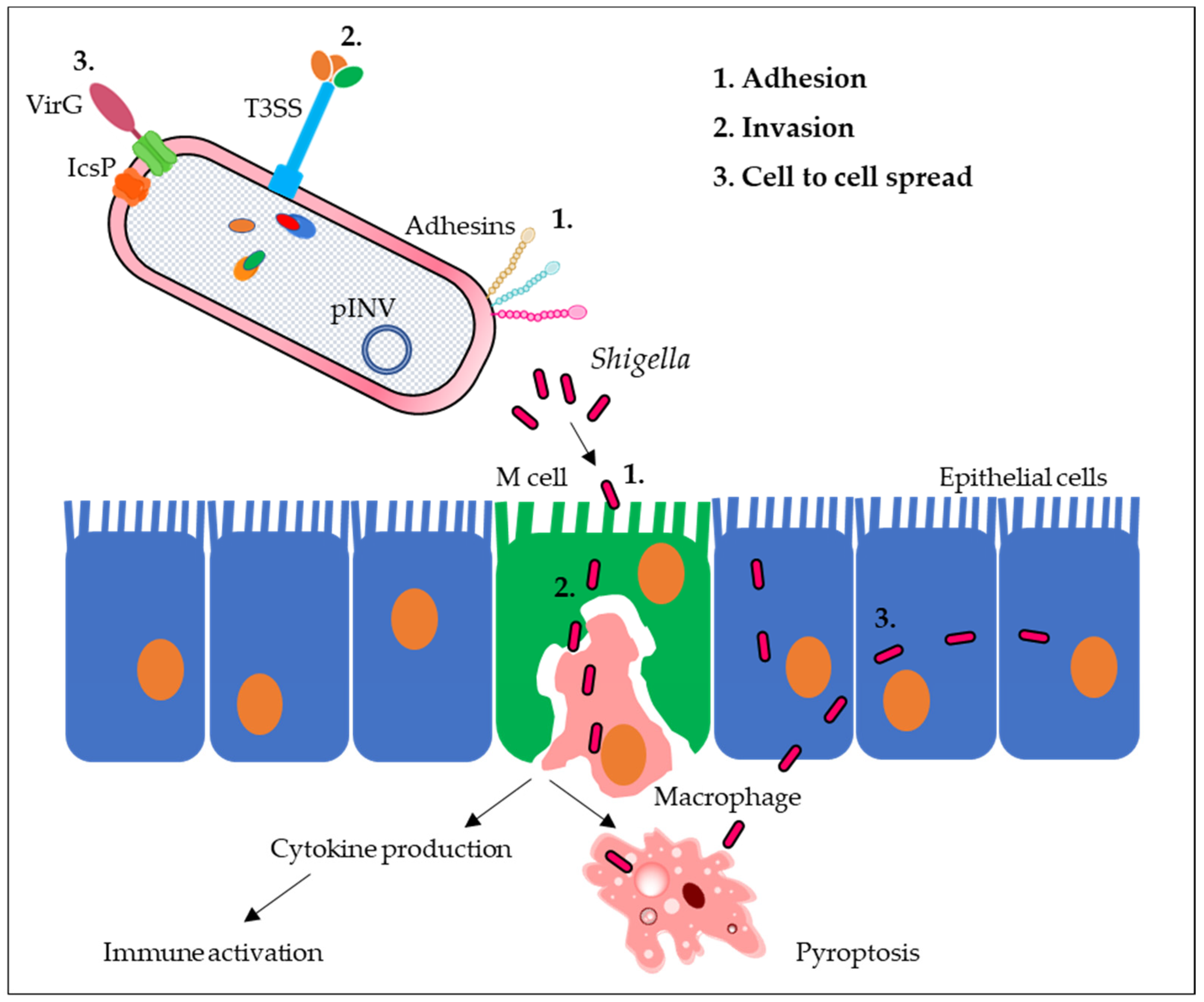 Ijms 24 04649 g002 Ijms 24 04649 g002