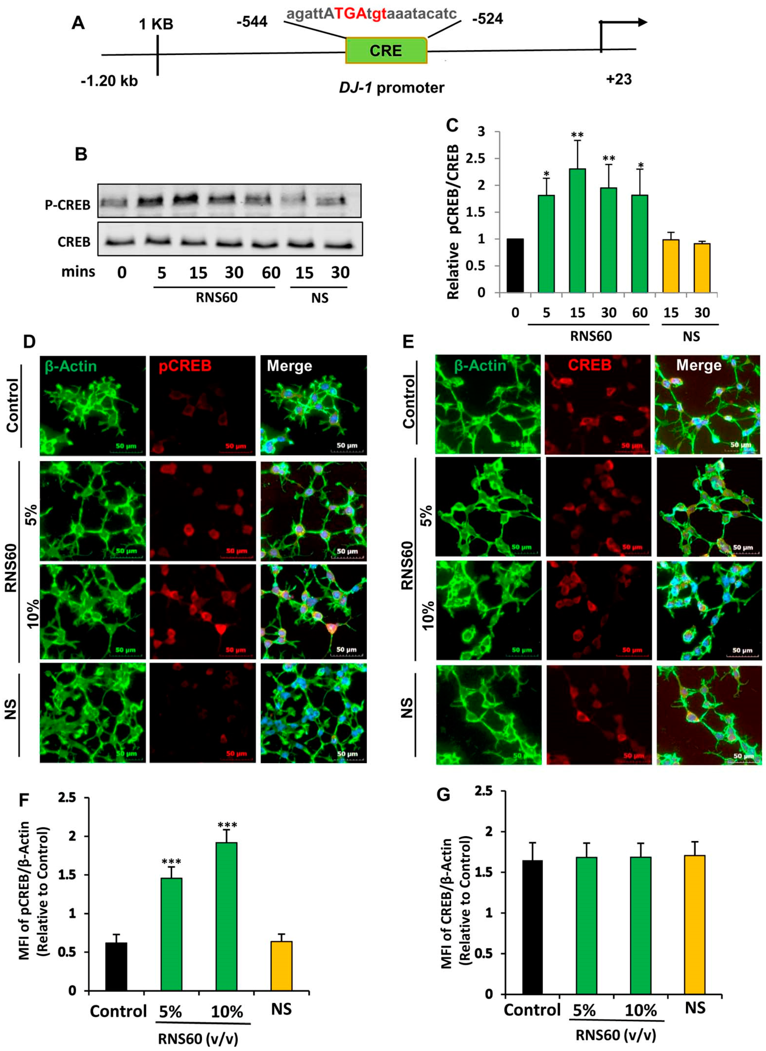 Ijms 24 04652 g004 Ijms 24 04652 g004