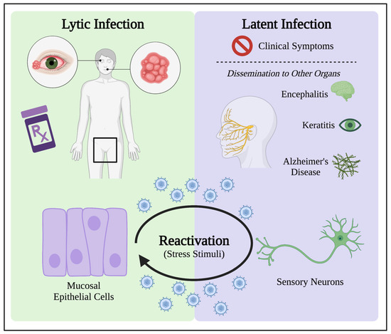 How to Prevent Herpes Transmission: 7 Essential Strategies