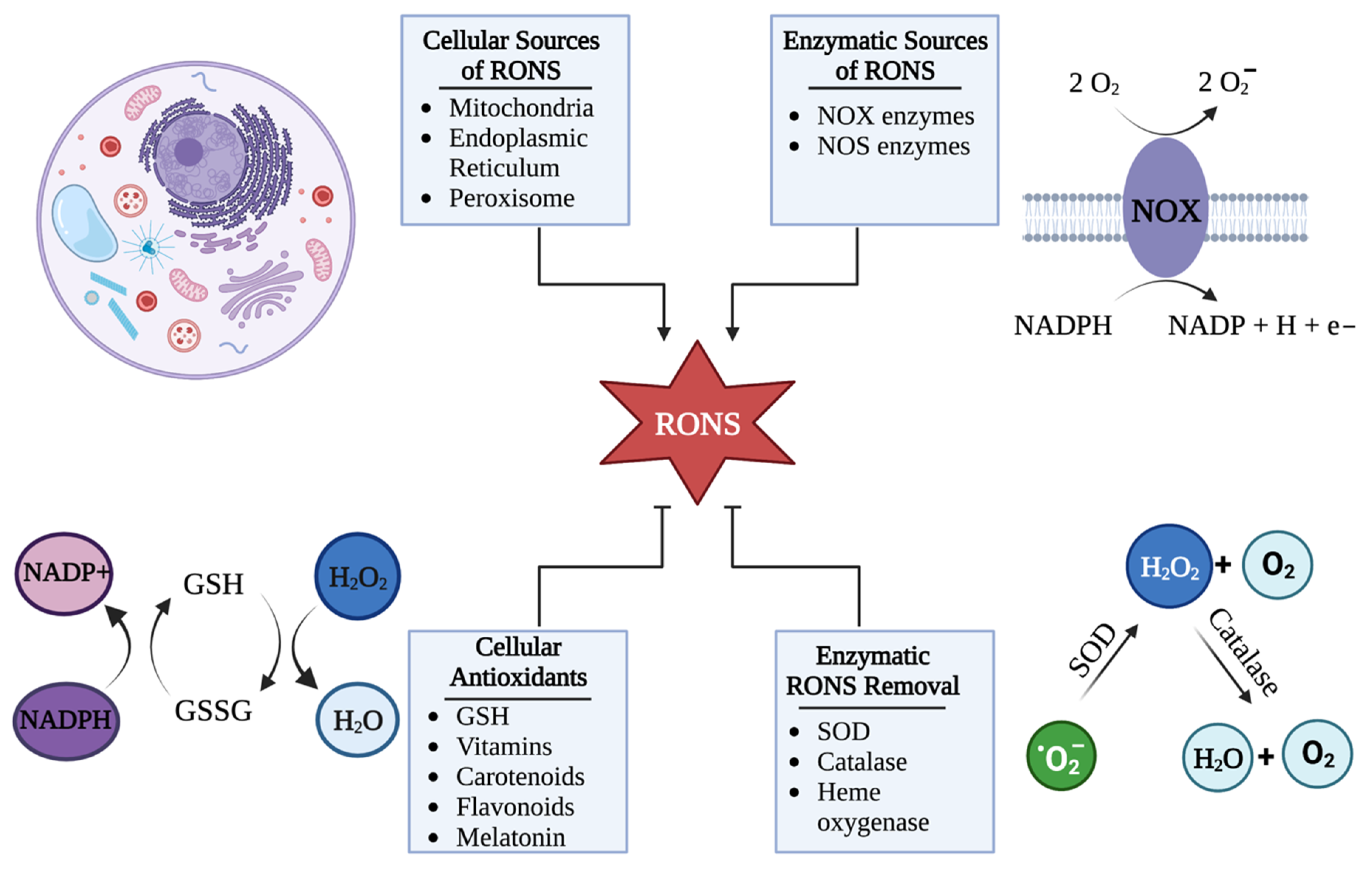 Ijms 24 04673 g003 Ijms 24 04673 g003