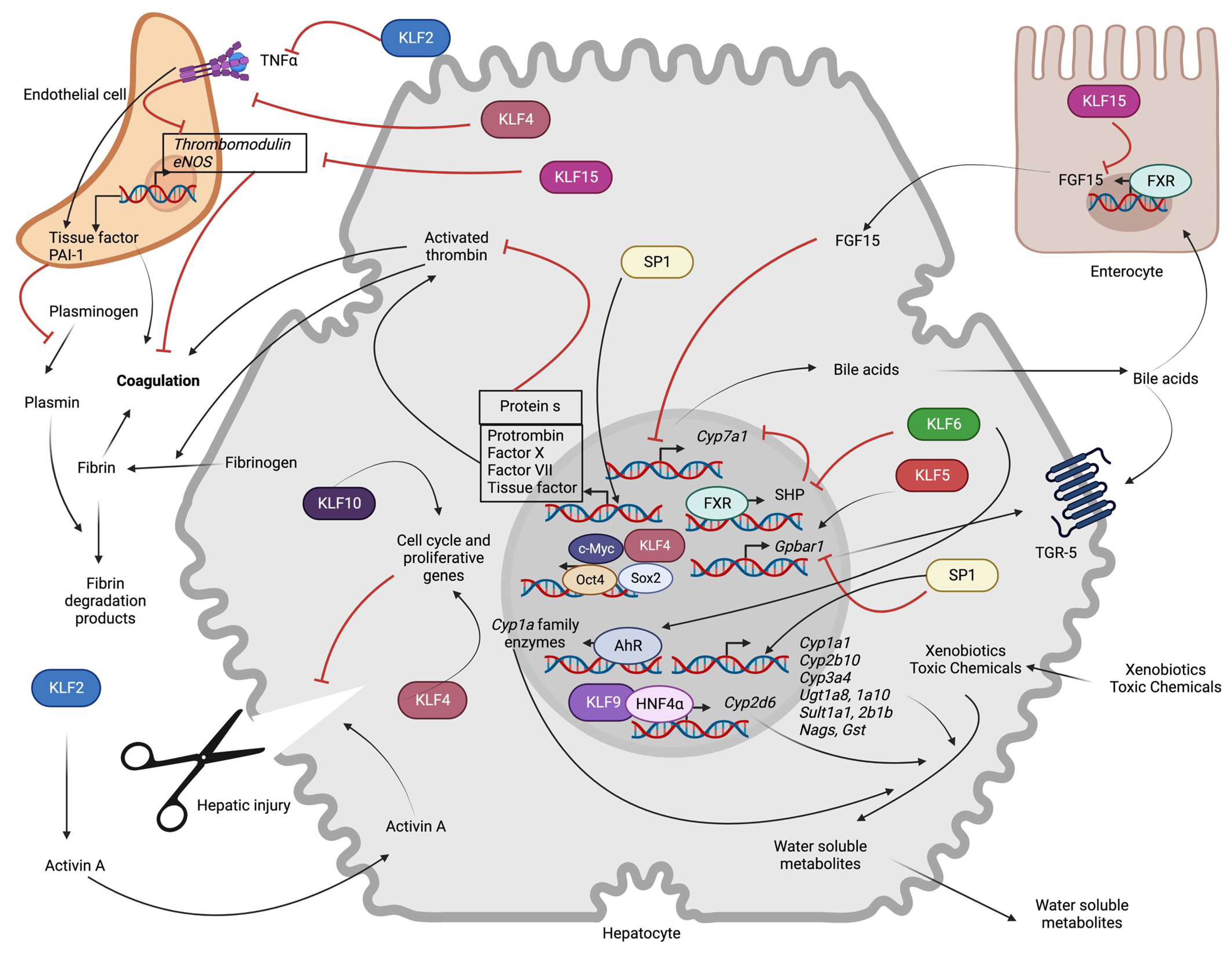 Specificity Proteins (SP) and Krüppel-like Factors (KLF) in