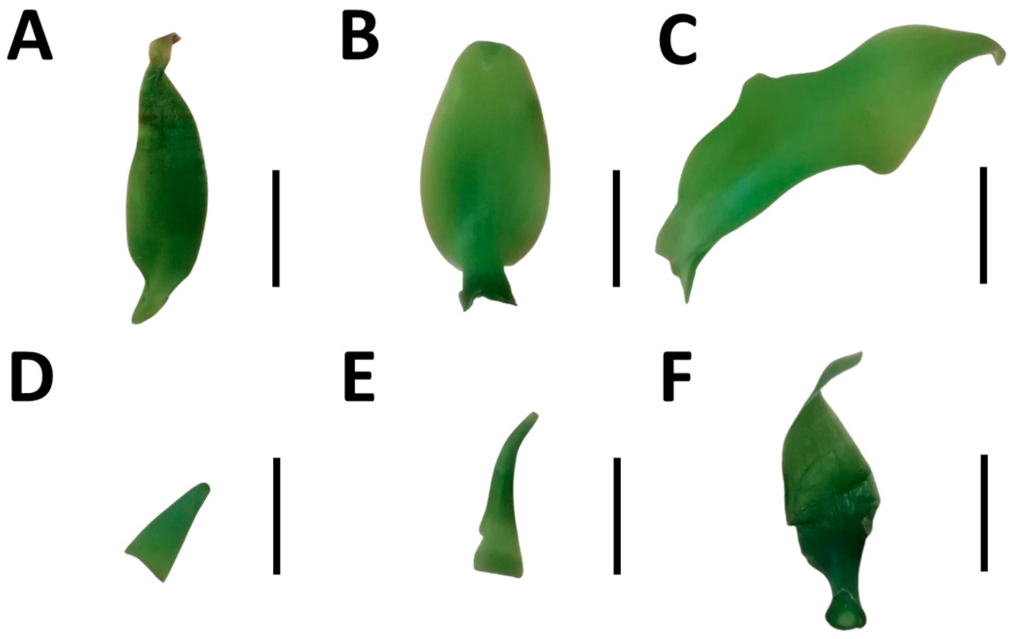 Ijms 24 04690 g002 Ijms 24 04690 g002