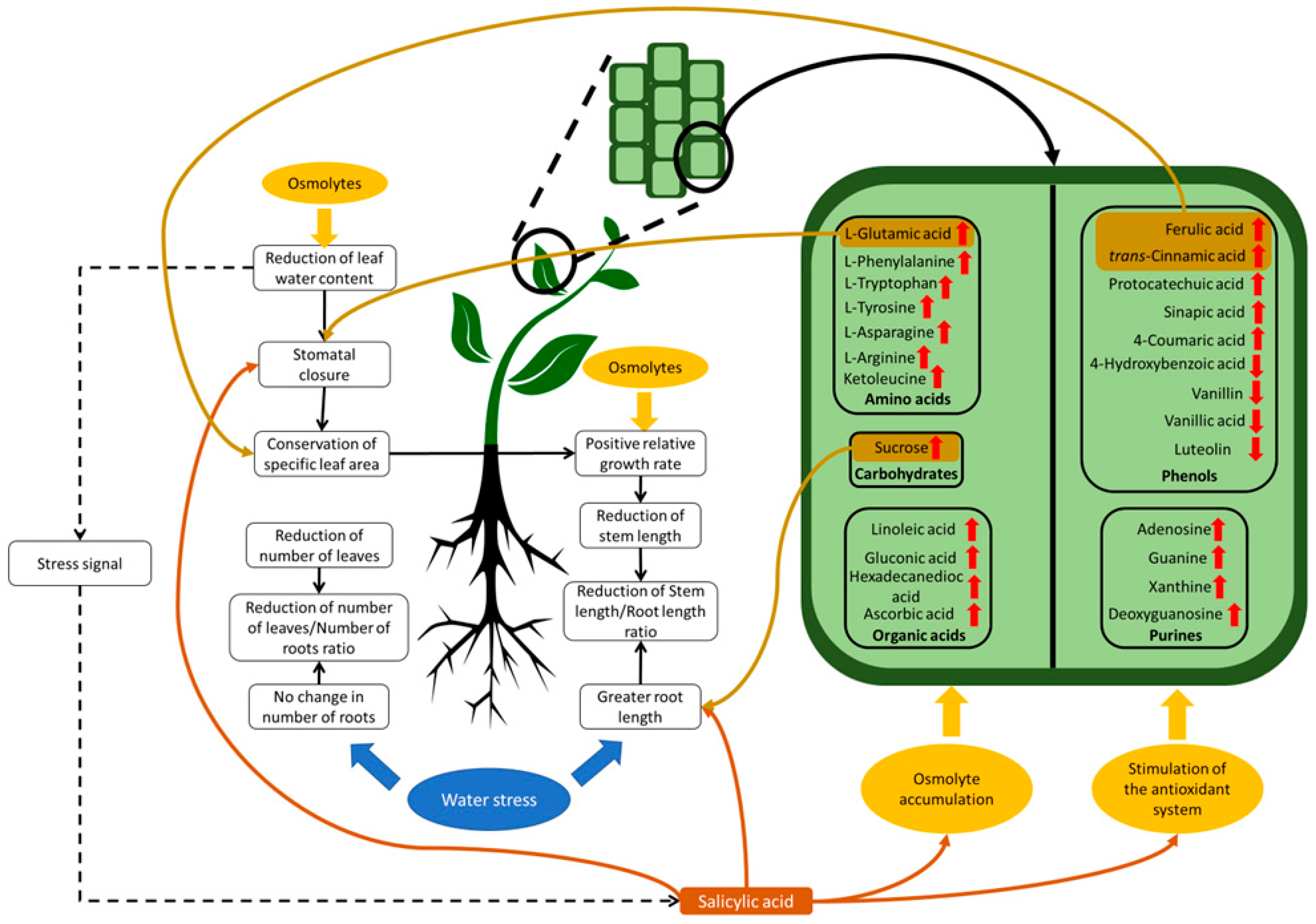 Ijms 24 04690 g007 Ijms 24 04690 g007