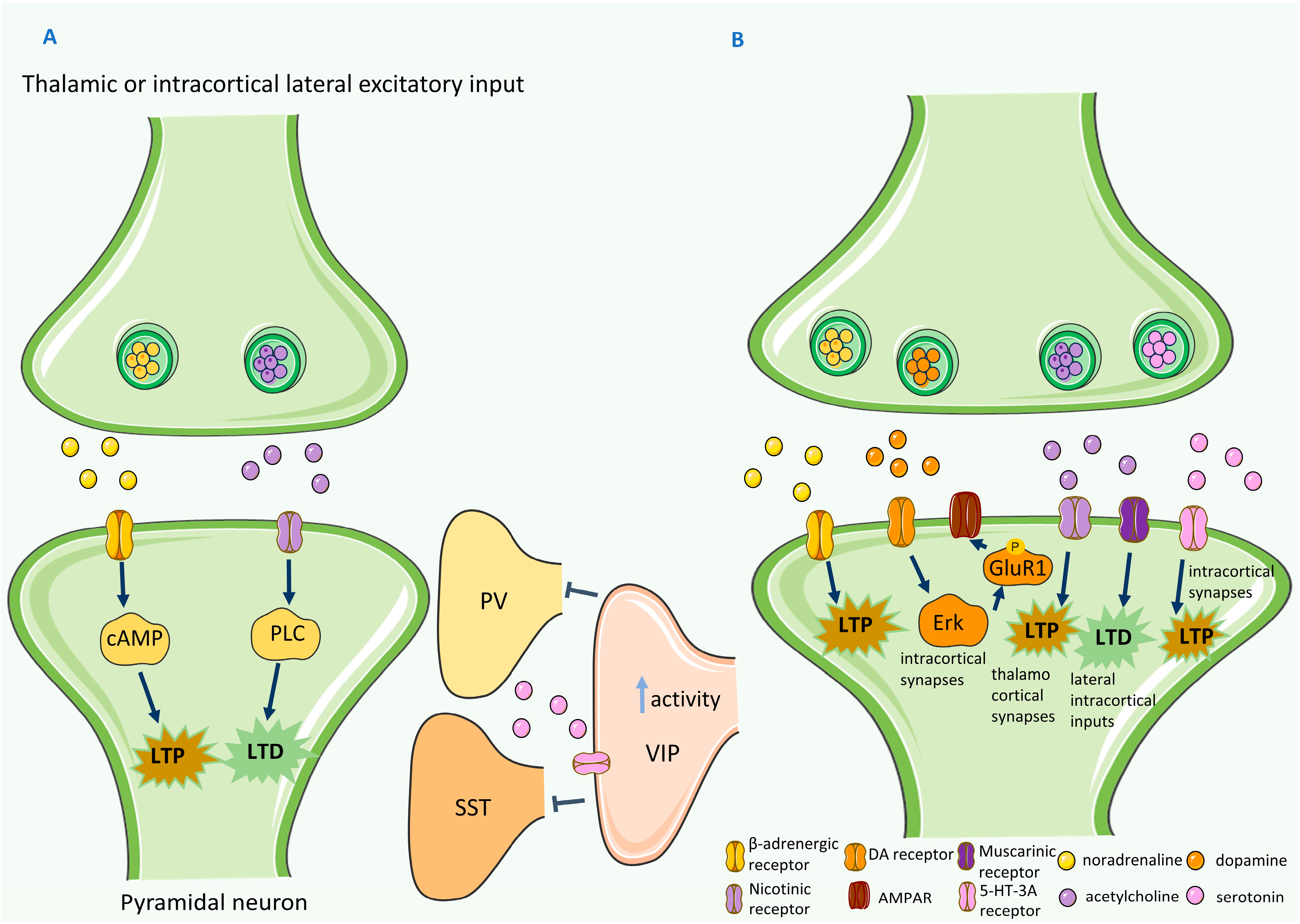 Ijms 24 04701 g002 Ijms 24 04701 g002
