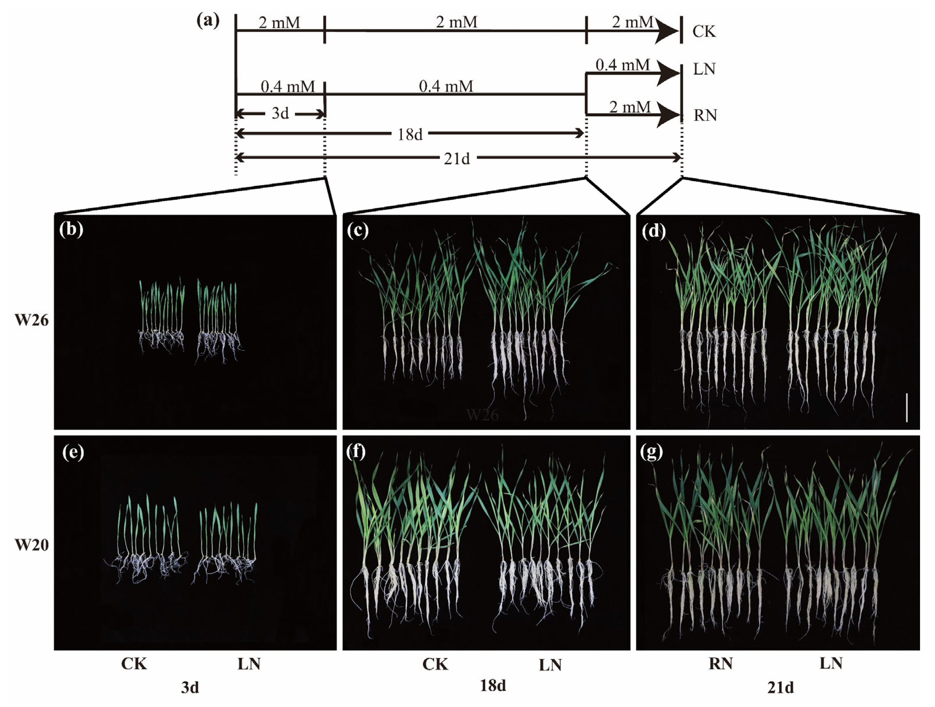 Ijms 24 04706 g001 Ijms 24 04706 g001