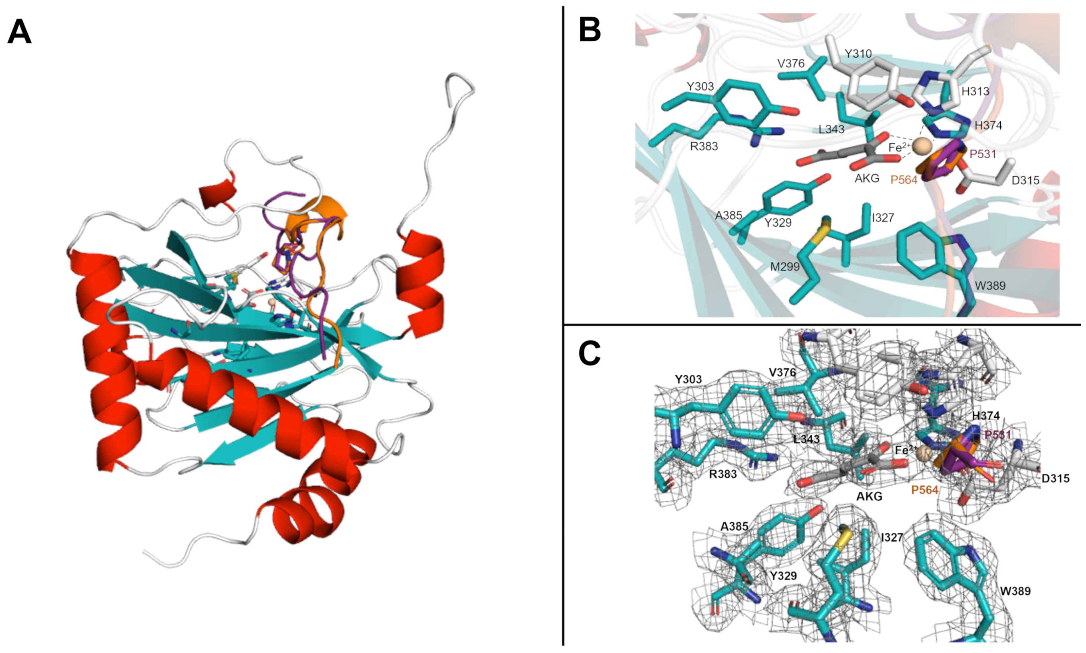 Ijms 24 04710 g001 Ijms 24 04710 g001