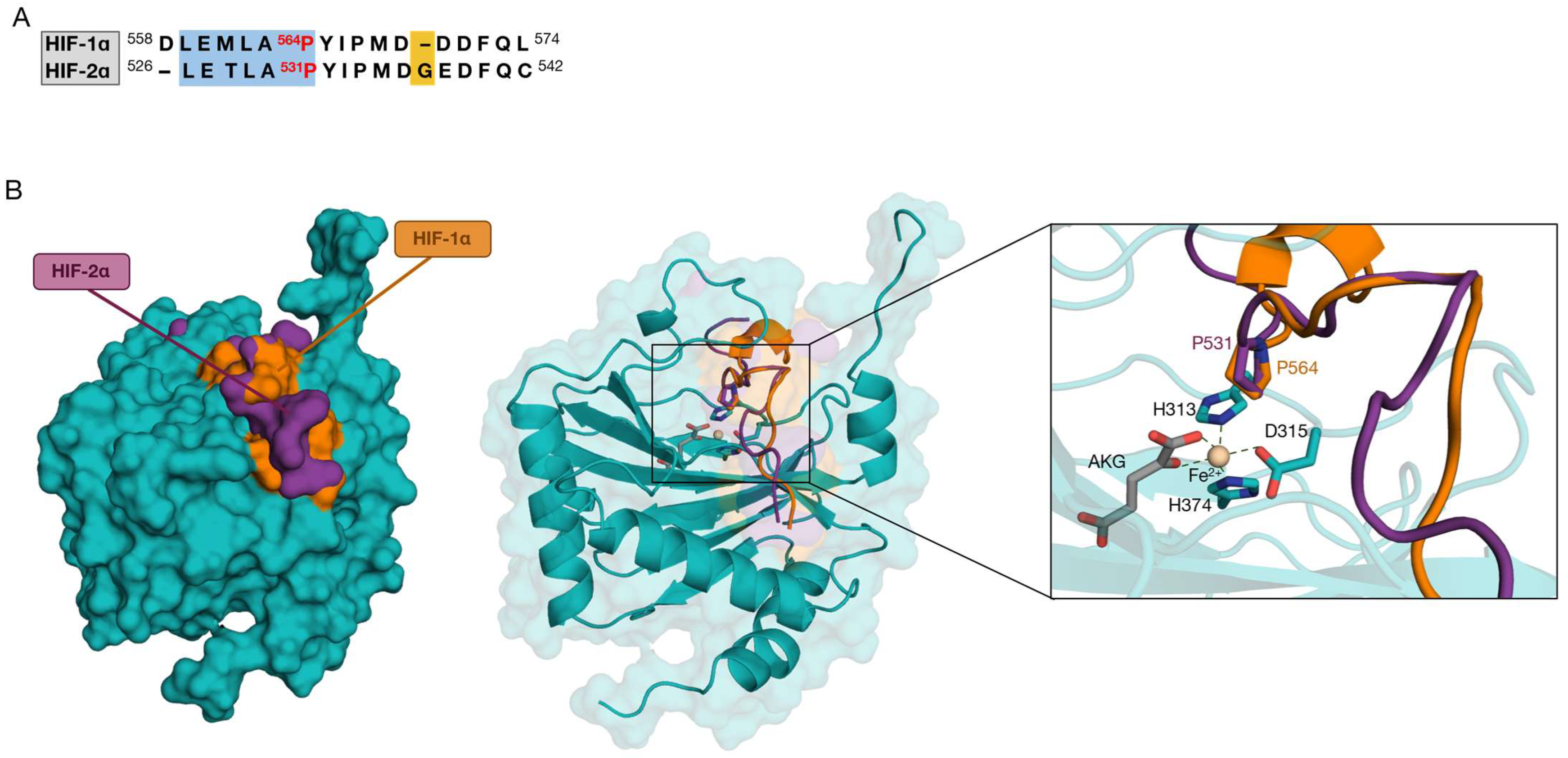 Ijms 24 04710 g002 Ijms 24 04710 g002