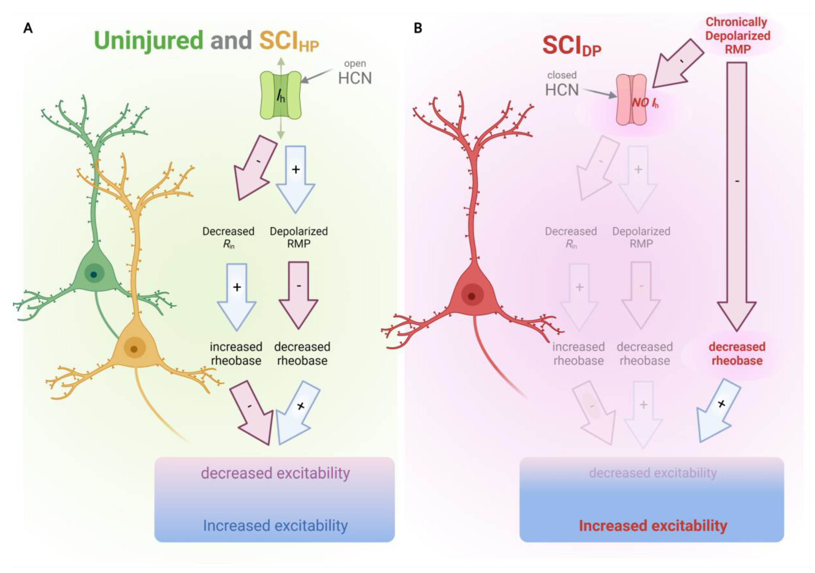 what causes depolarization of a neuron during an action potential
