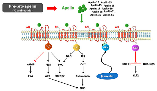 The Yin and Yang Effect of the Apelinergic System in