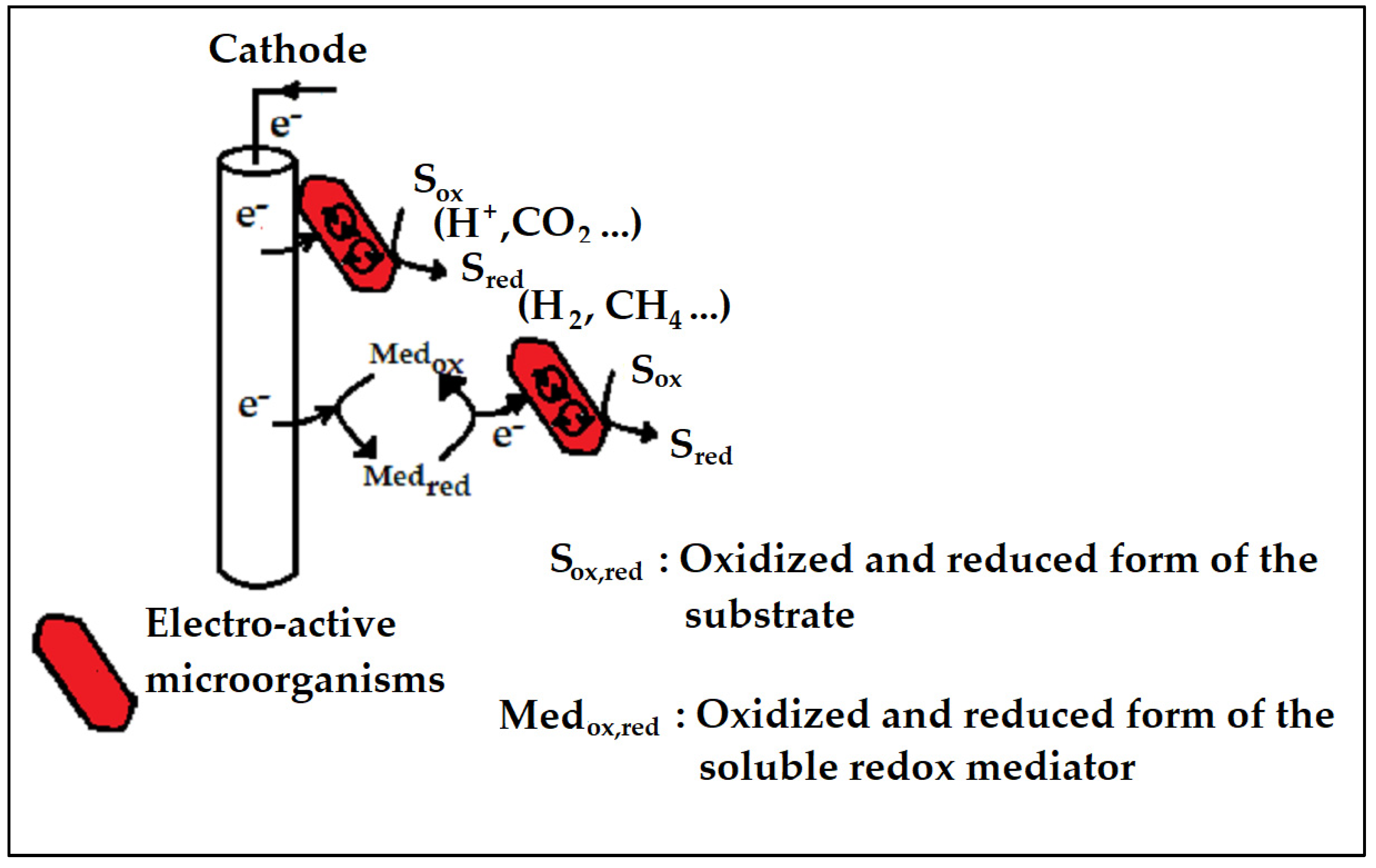 Ijms 24 04753 g010 Ijms 24 04753 g010