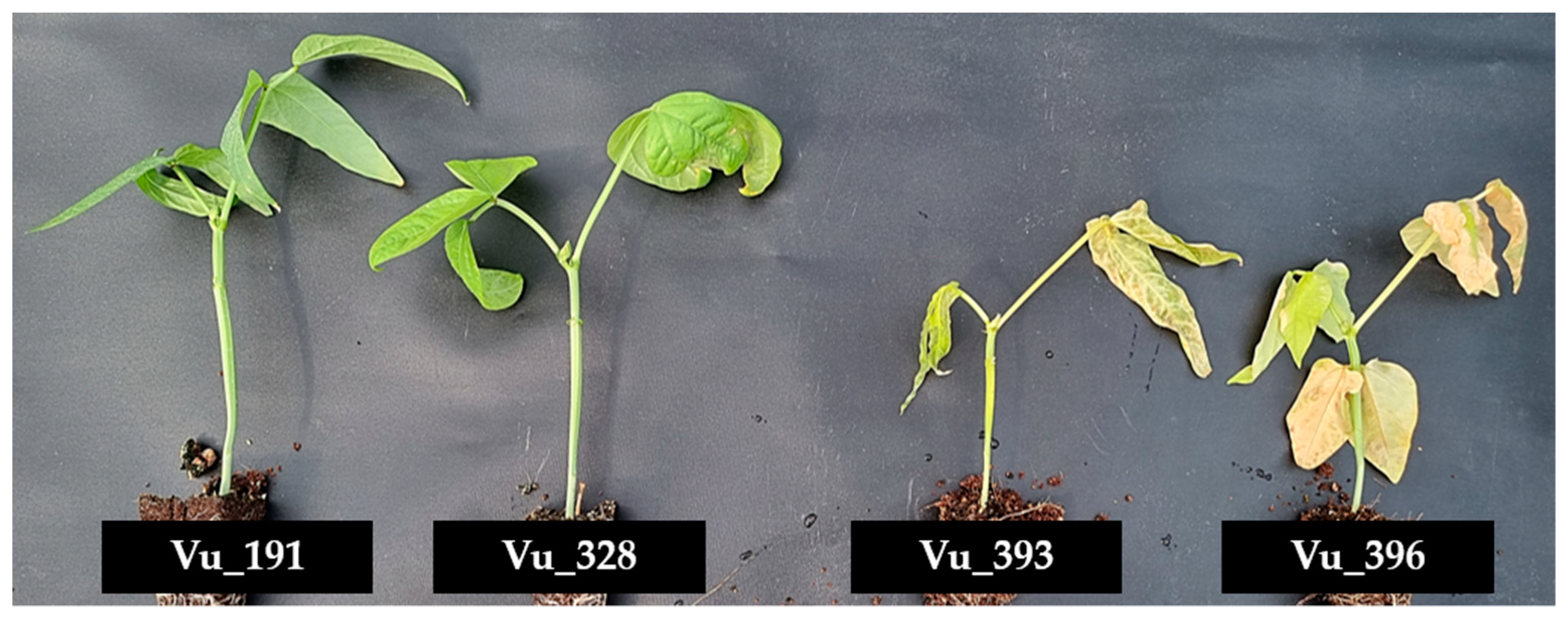 Ijms 24 04762 g001 Ijms 24 04762 g001