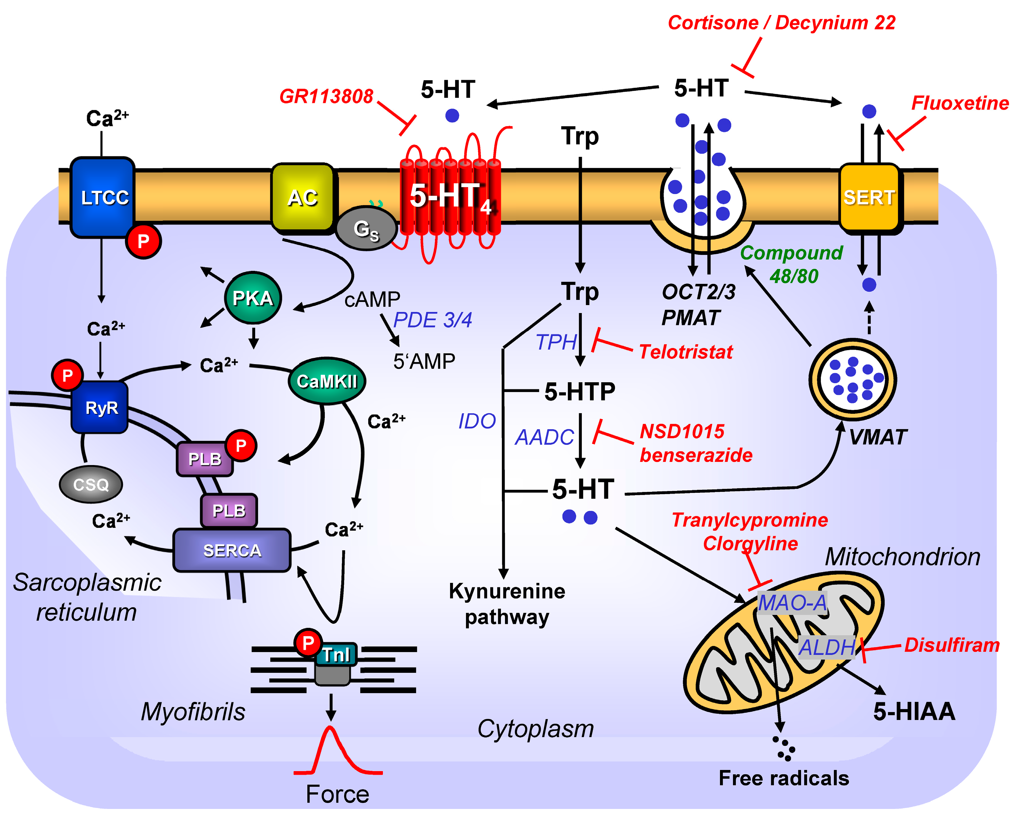 A Dialogue between the Immune System and Brain, Spoken in the Language of  Serotonin