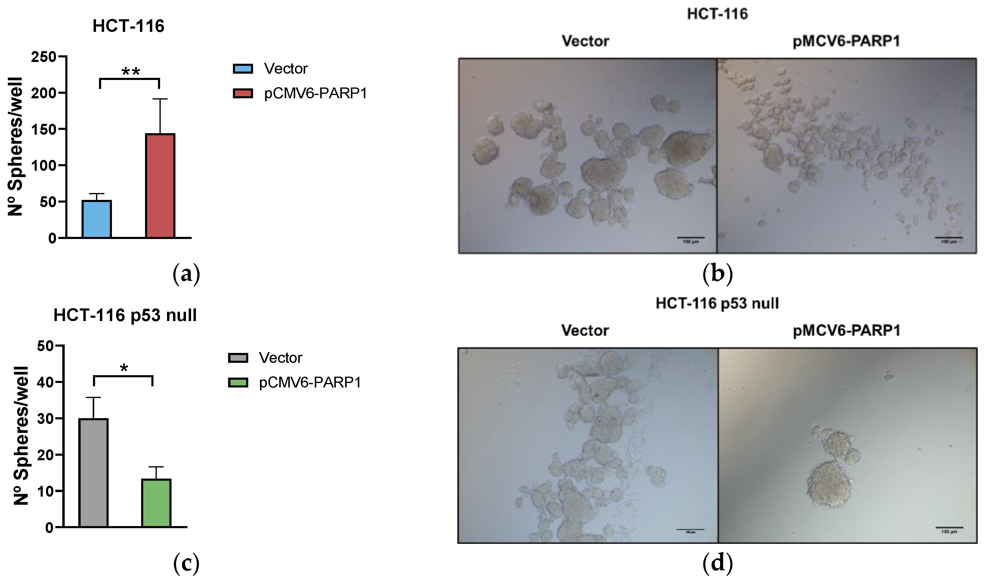 Ijms 24 04787 g005 Ijms 24 04787 g005