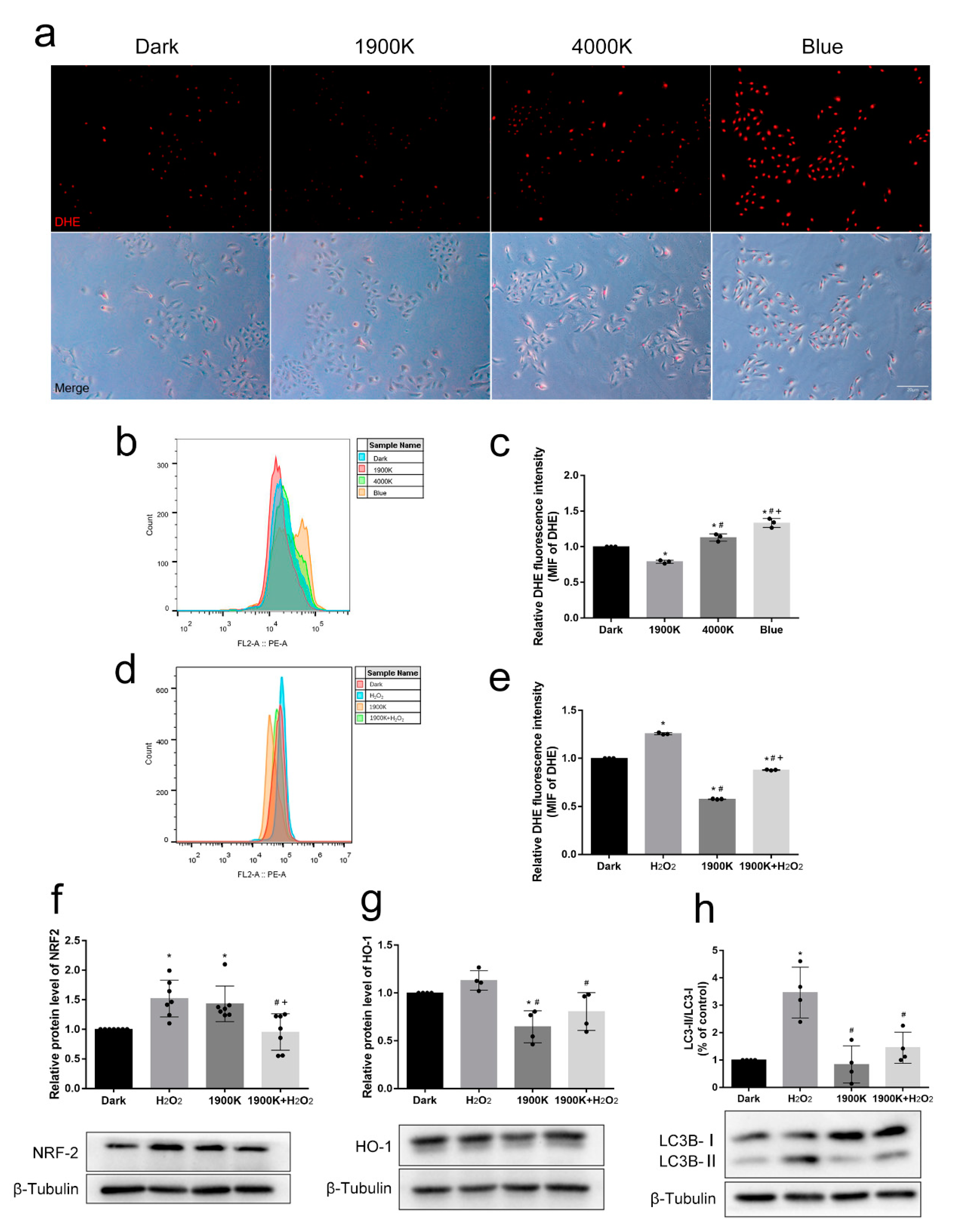 Ijms 24 04794 g003 Ijms 24 04794 g003