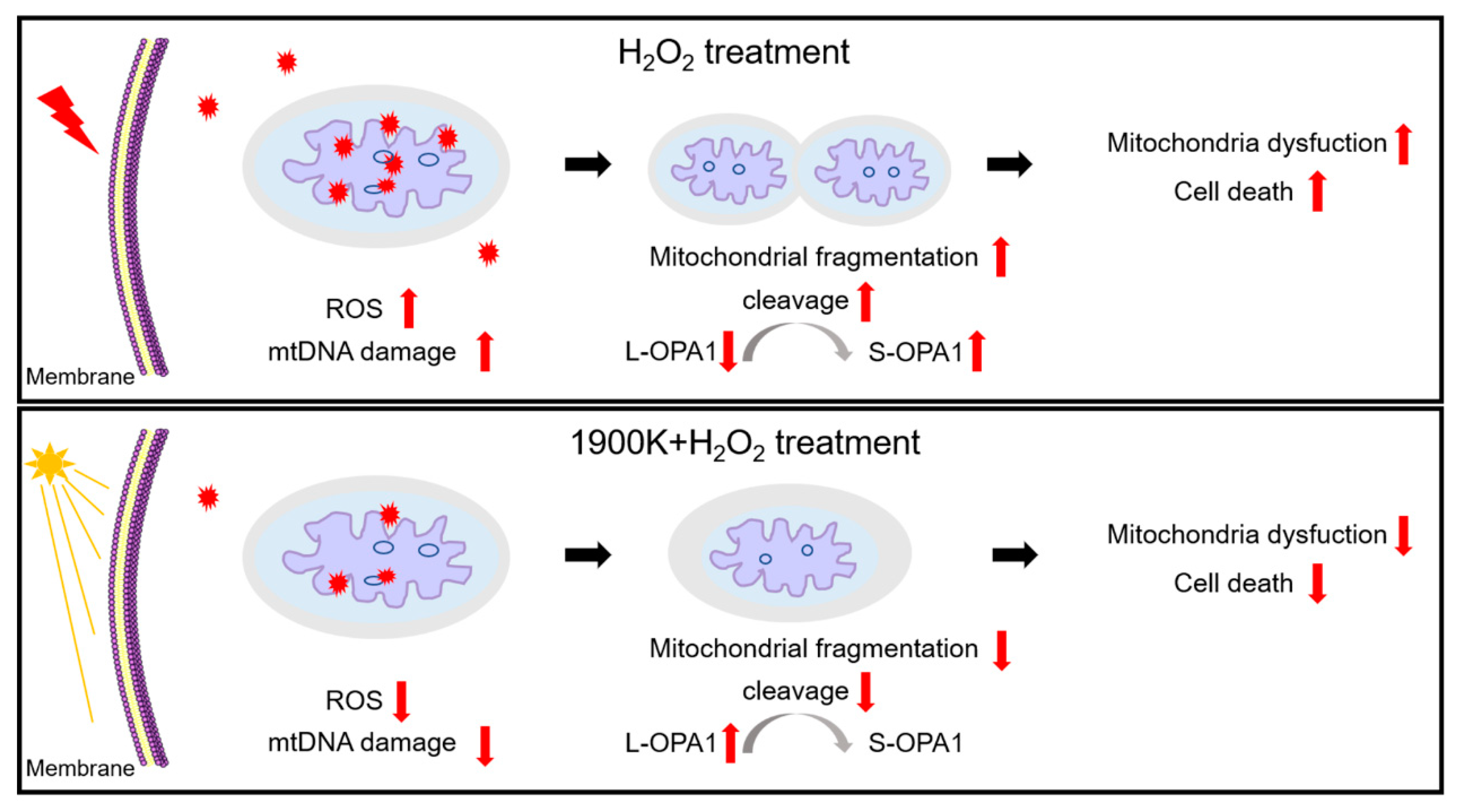 Ijms 24 04794 g006 Ijms 24 04794 g006
