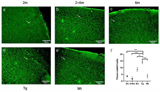 Selective Targeting of Class I HDAC Reduces Microglial